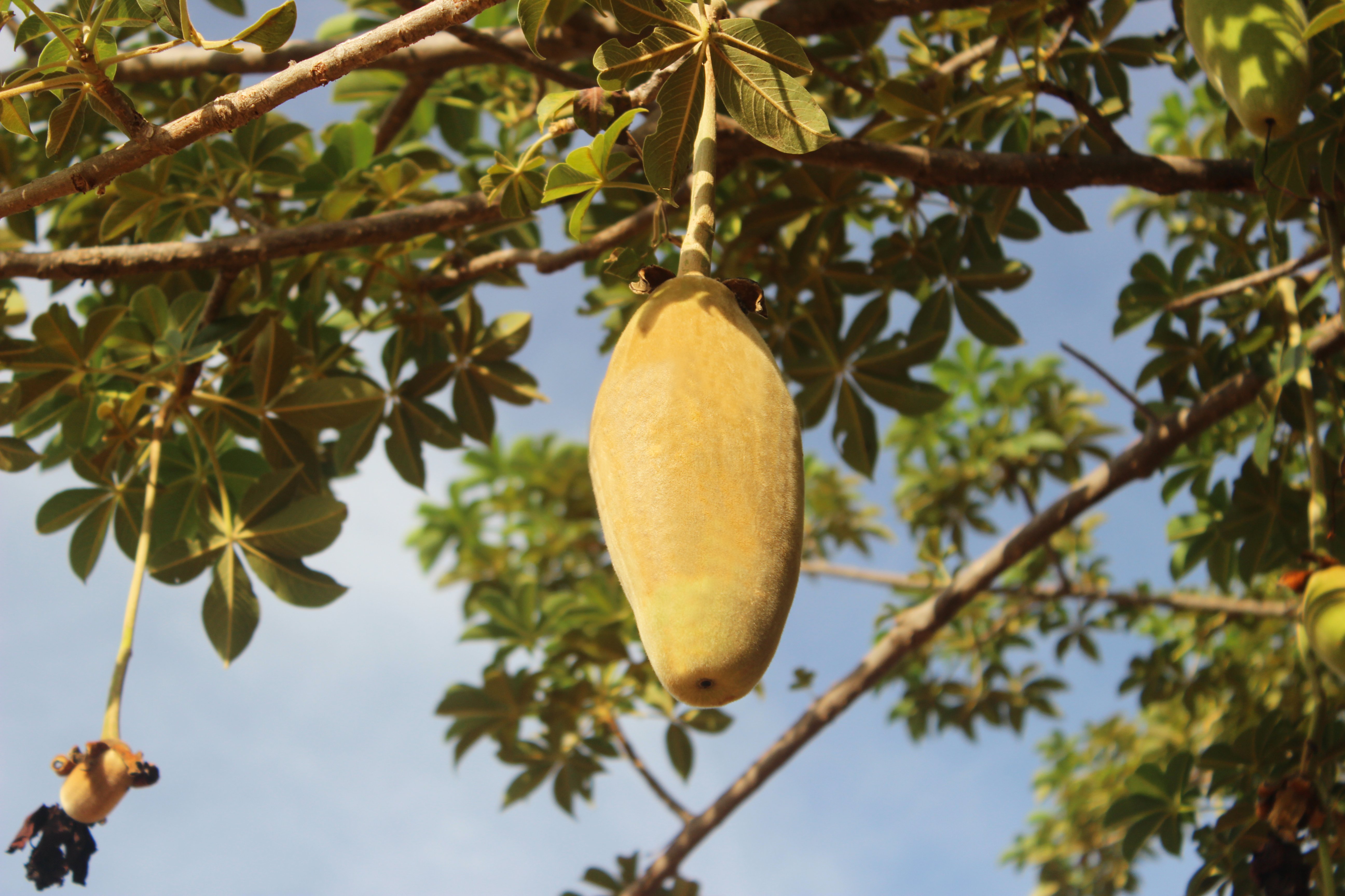 baobab fruit on tree
