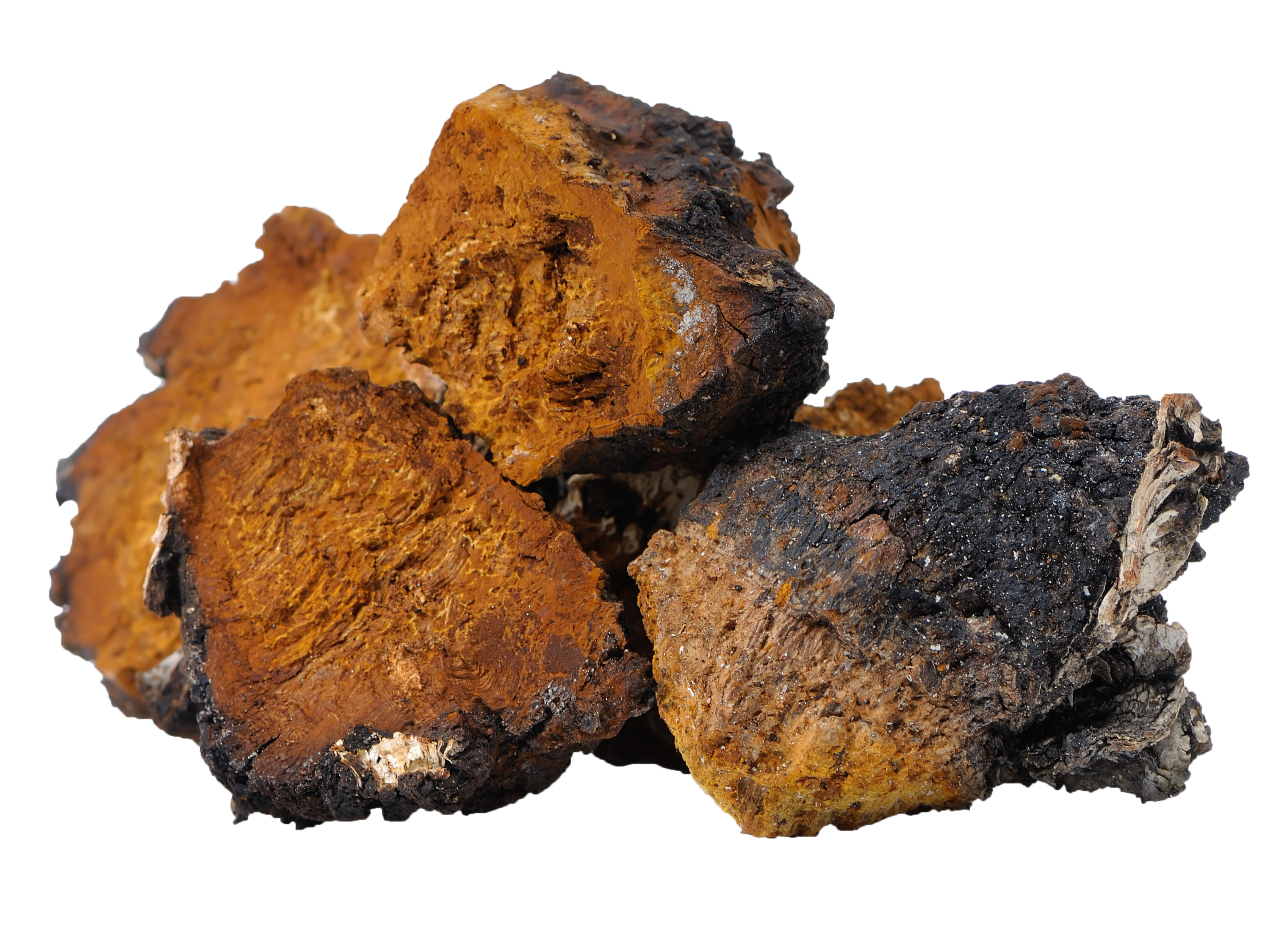 chaga