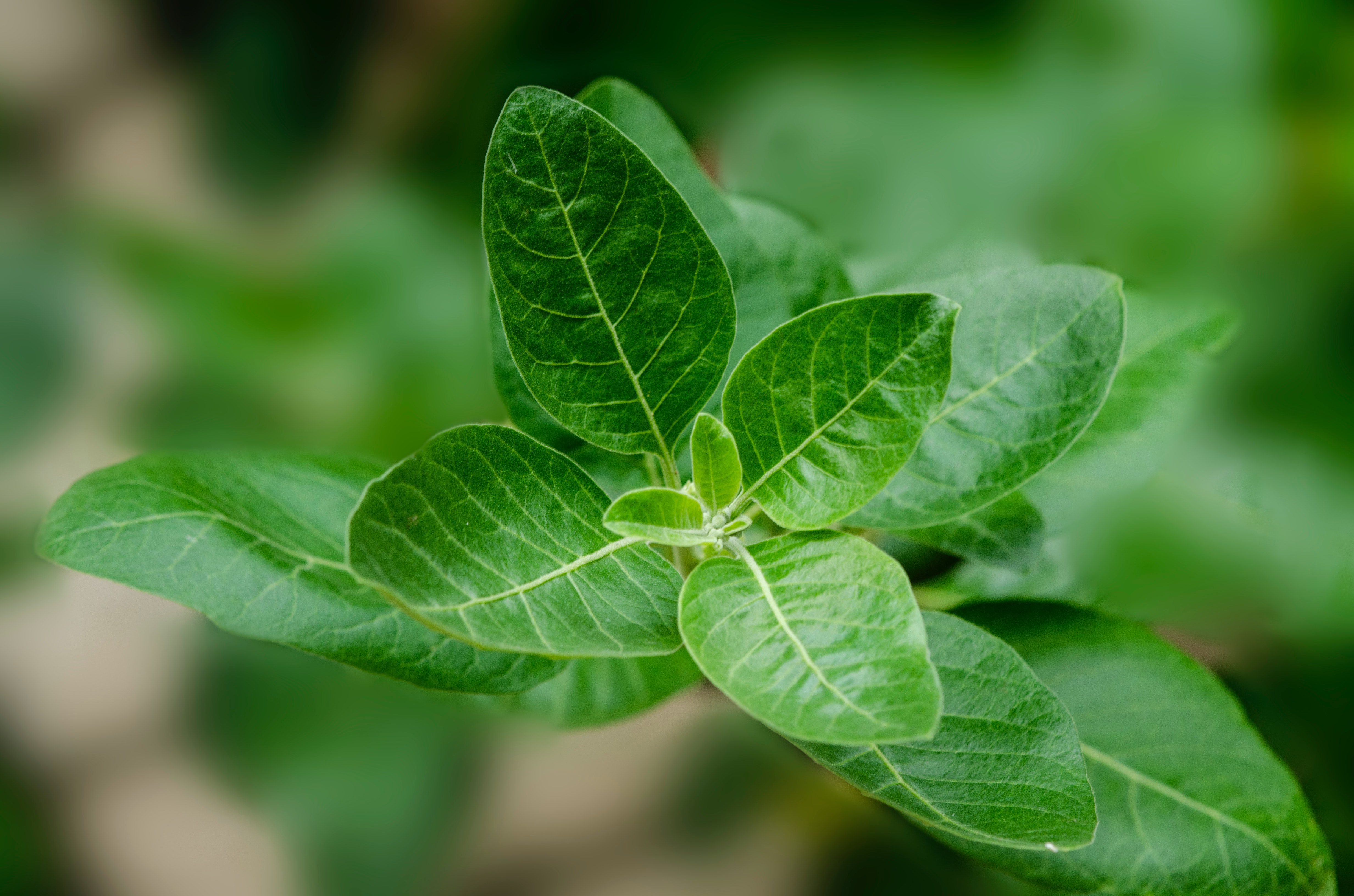 Ashwagandha benefits