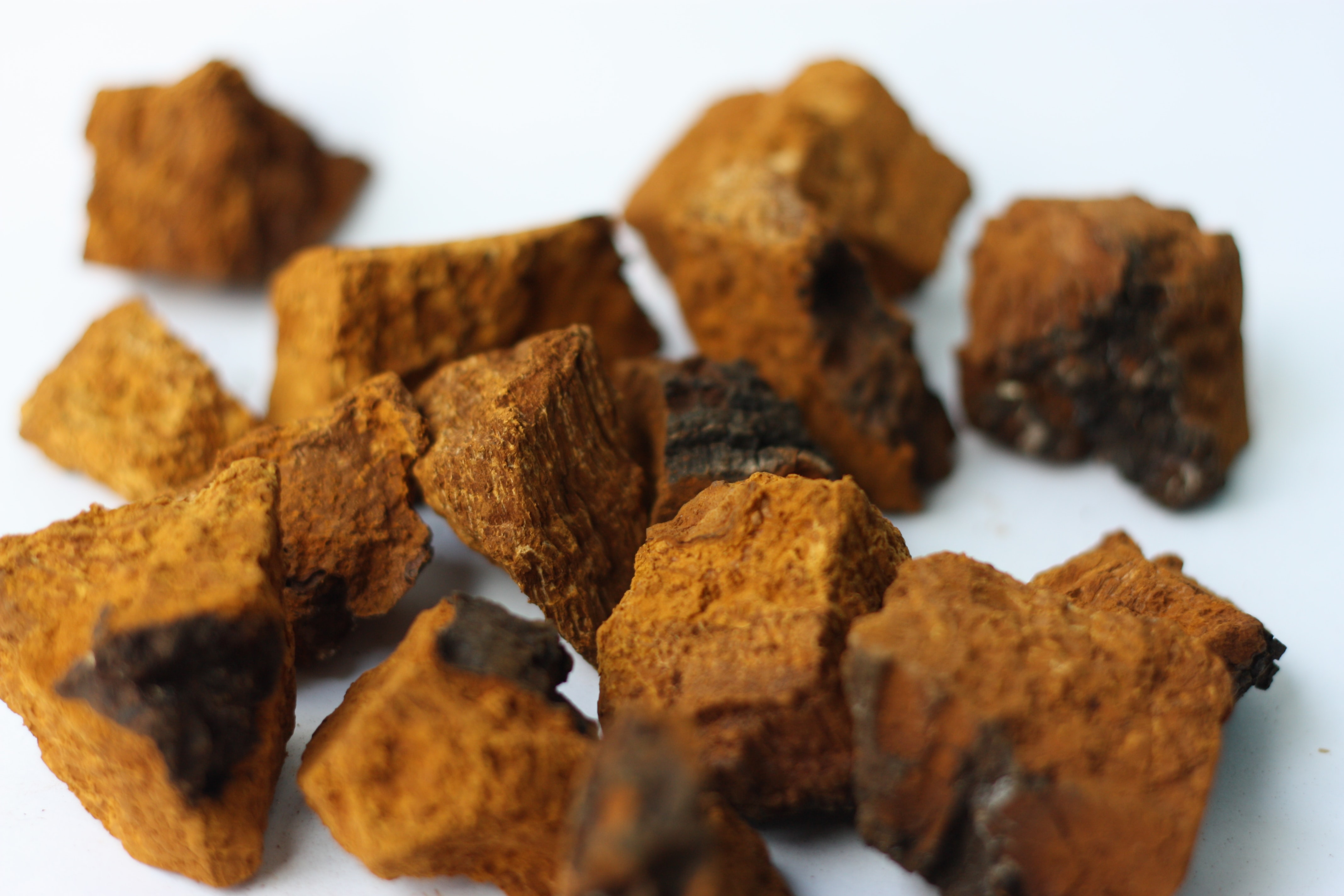 chaga mushrooms