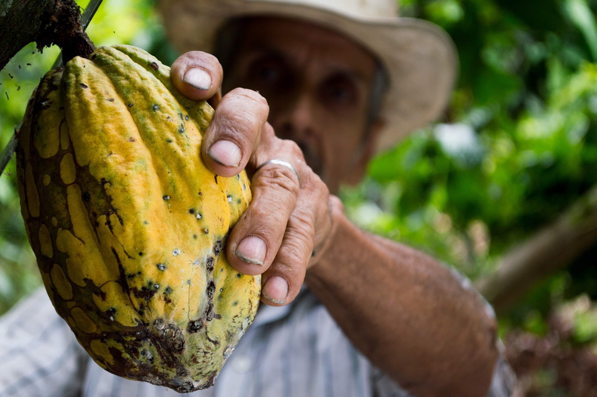 cacao on tree
