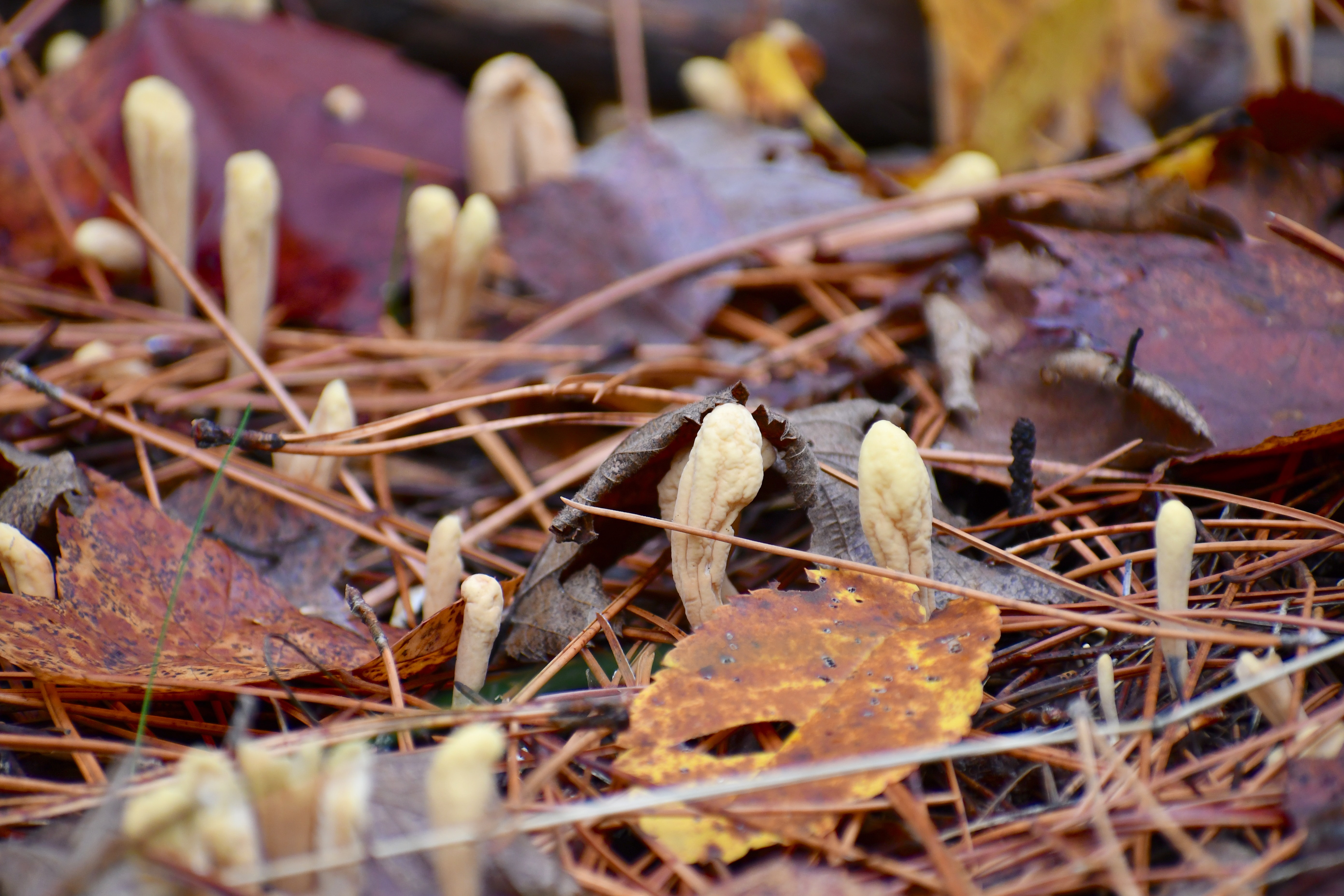 cordyceps in forest