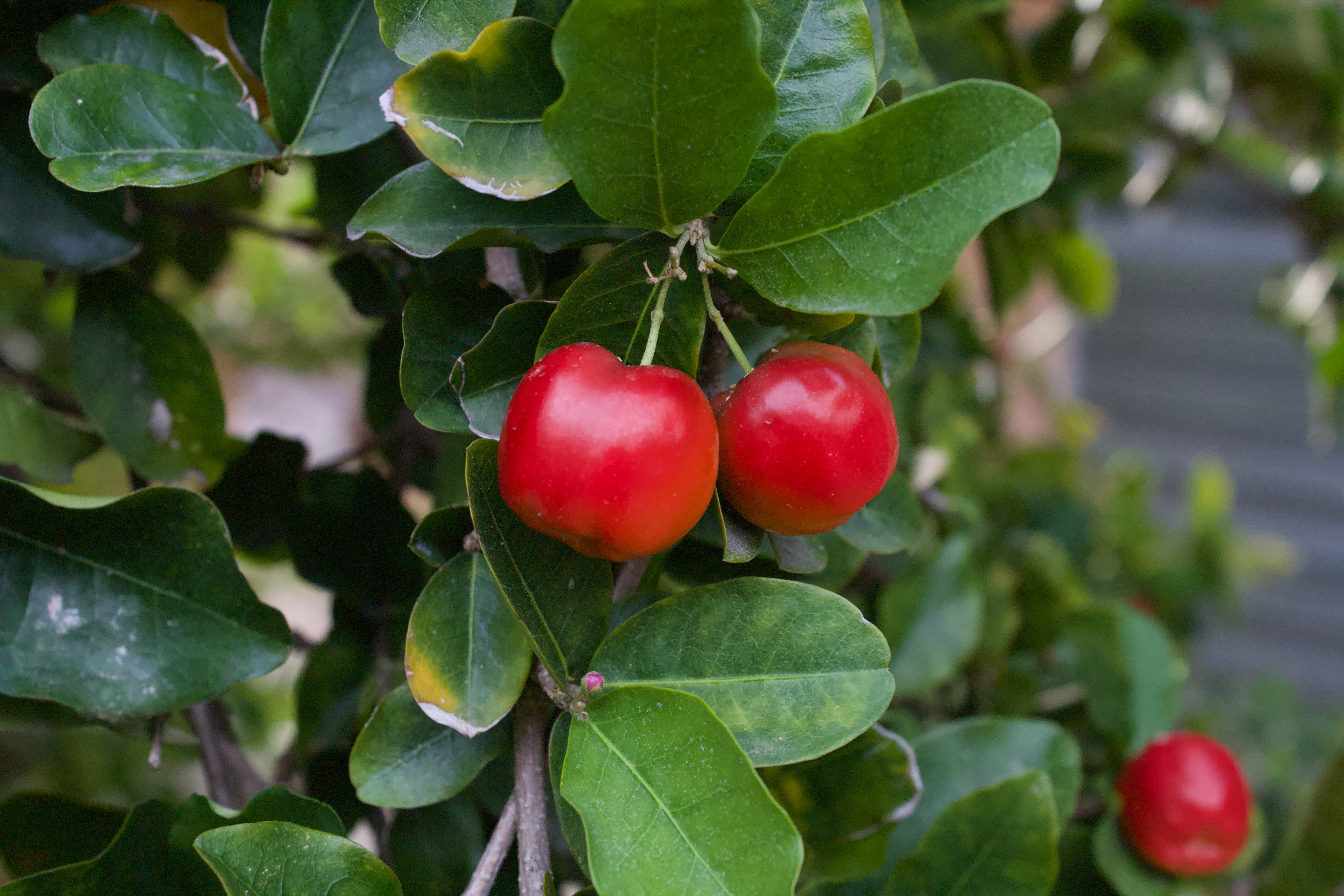 acerola cherries