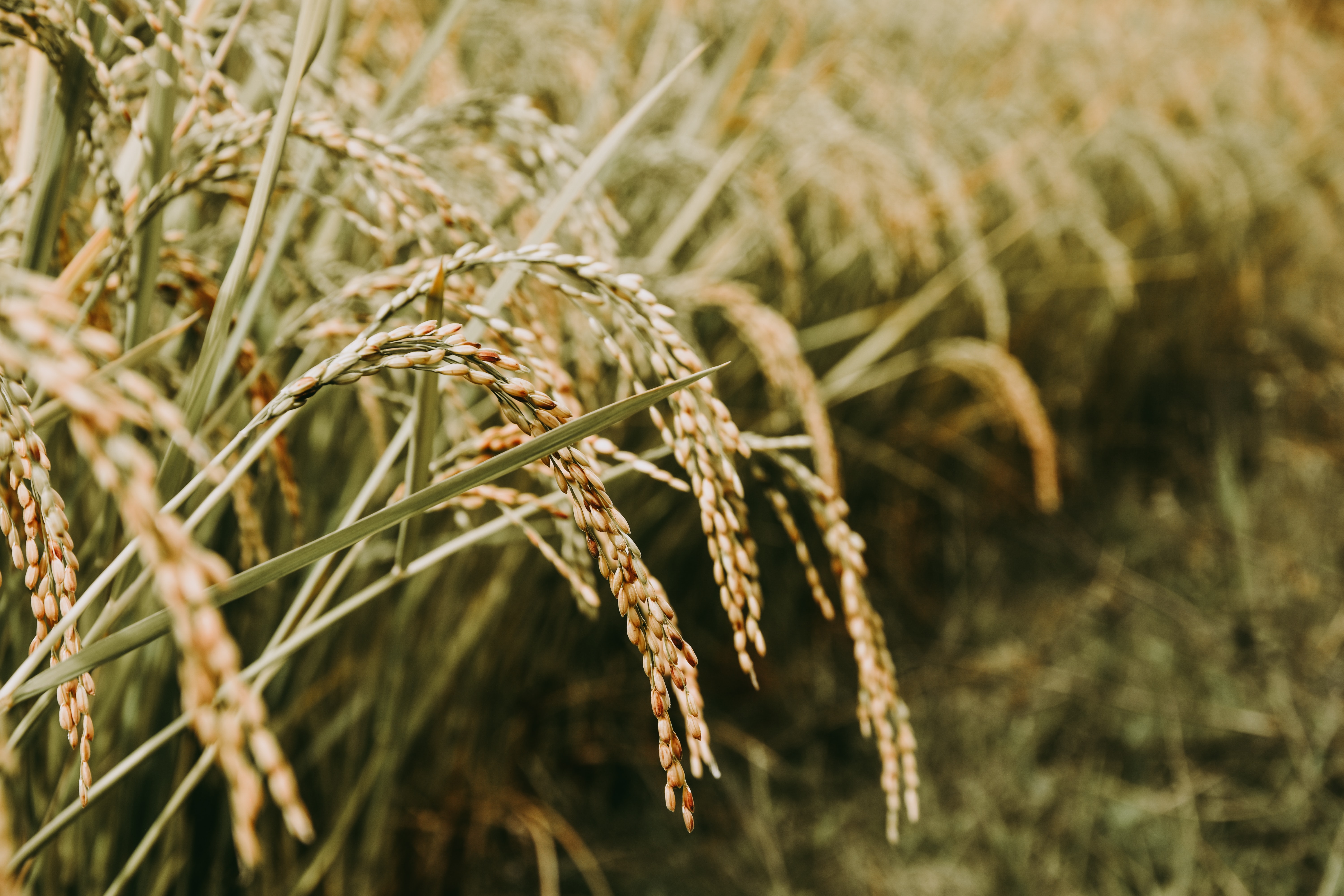 rice field