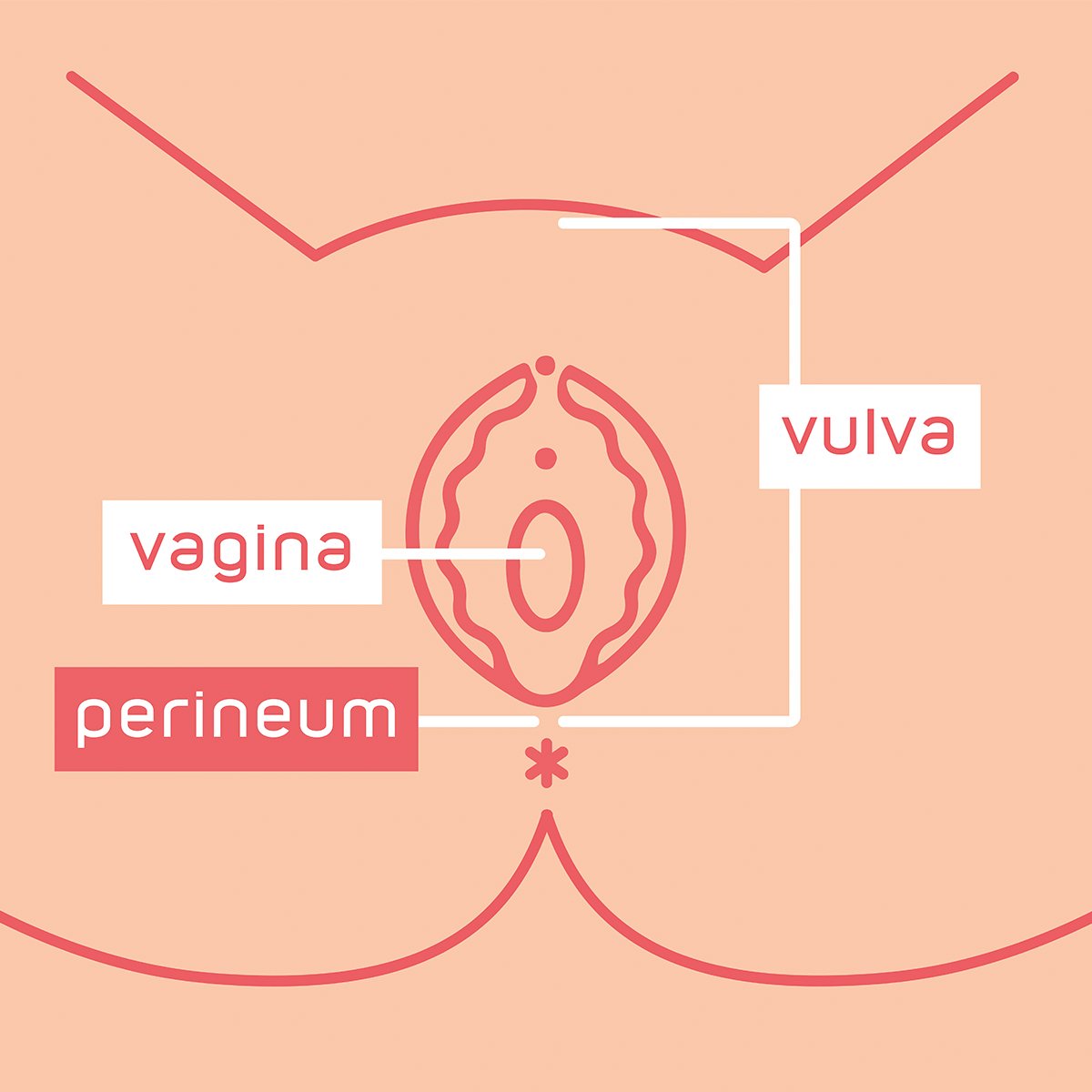 What is Perineum and Perineal Massage