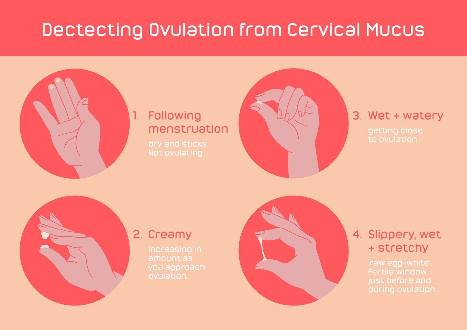 Detecting ovulation from cervical mucus.