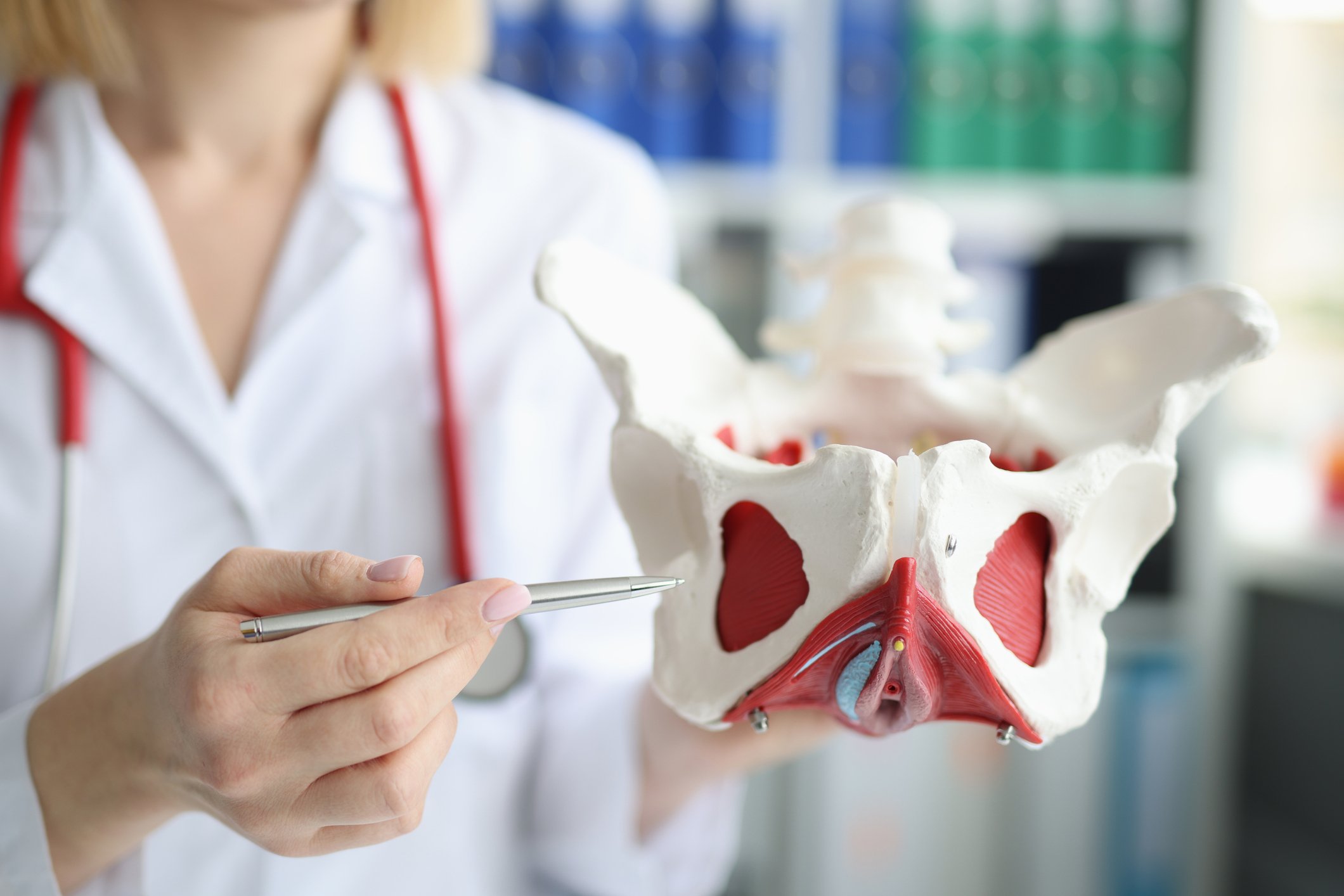 Gynecologist holding a female pelvis.