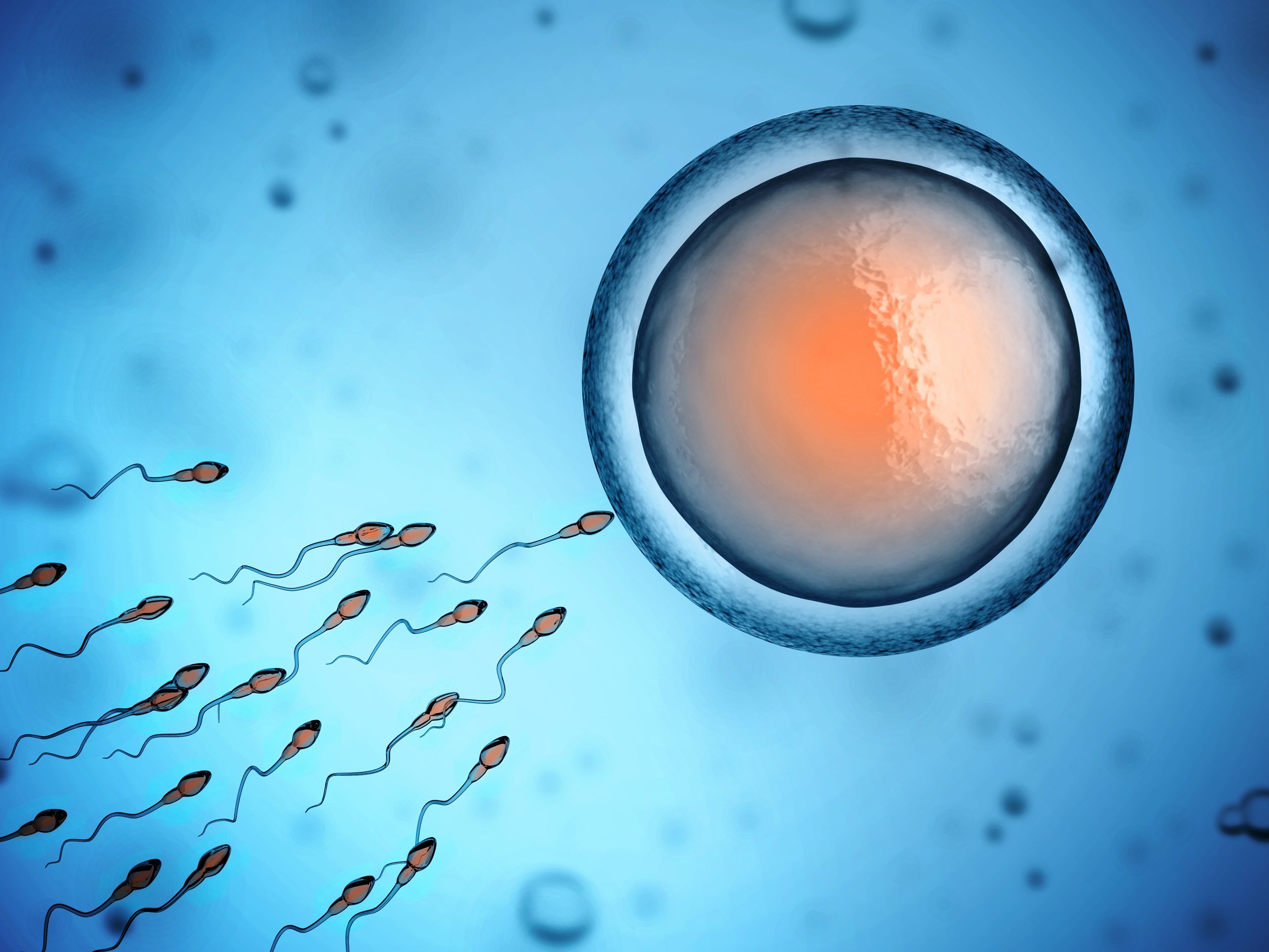 Sperm fertilising an egg cell