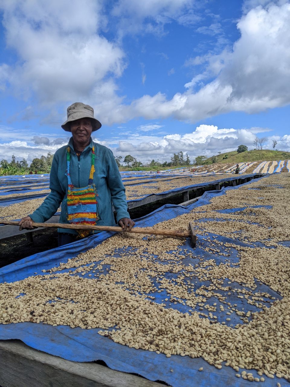 Washed coffee beans drying out on a raised bed off the ground