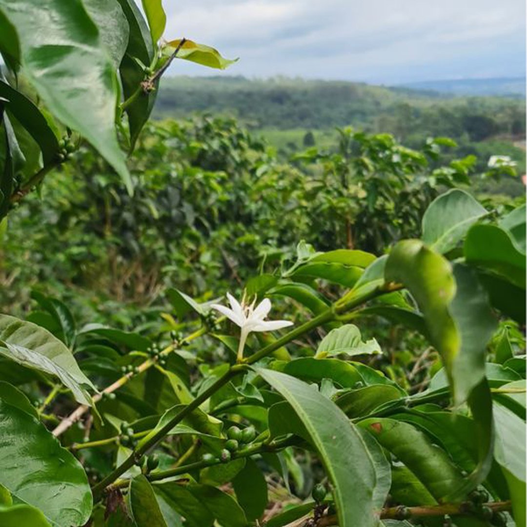 coffee farm