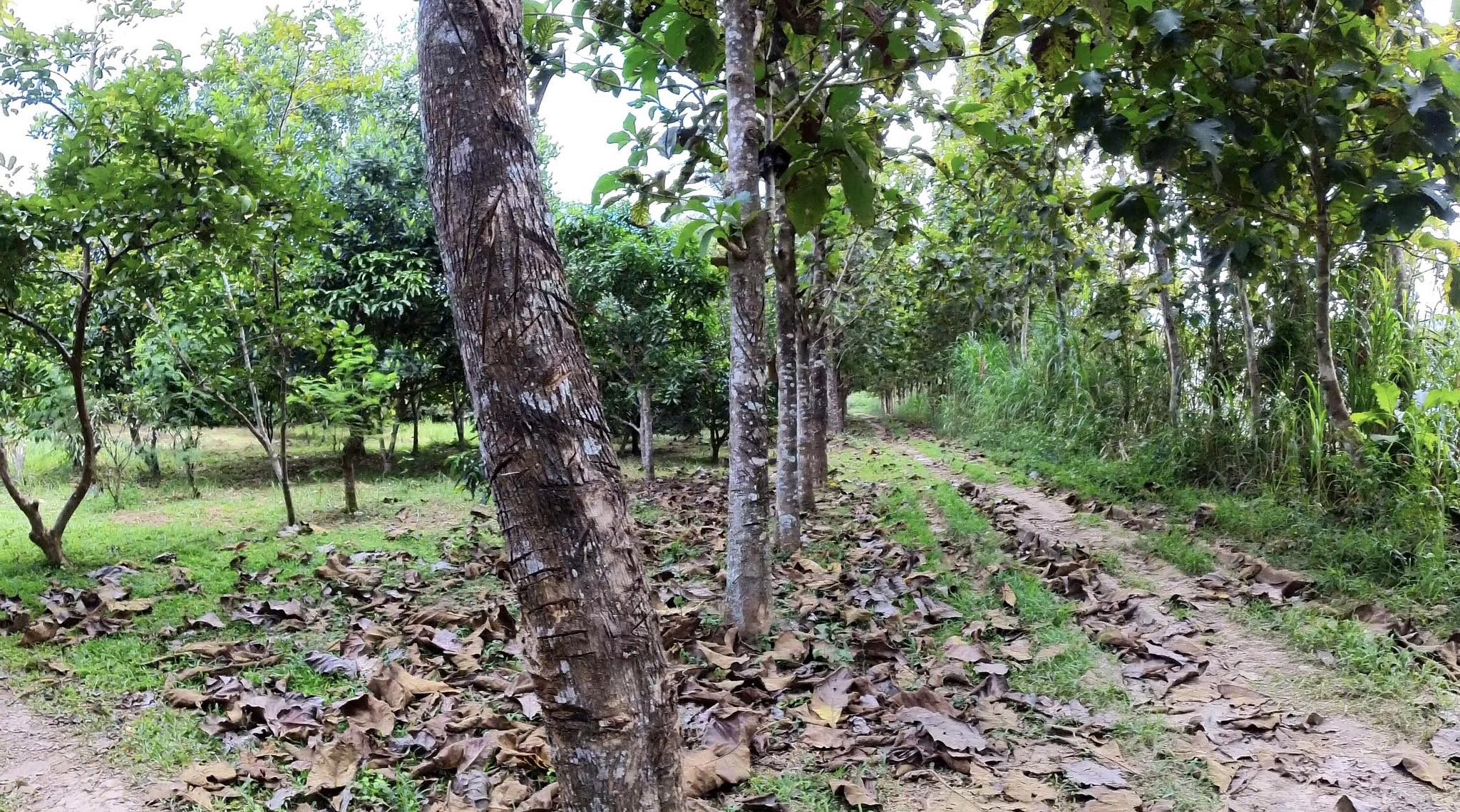 Timor-Leste coffee farms