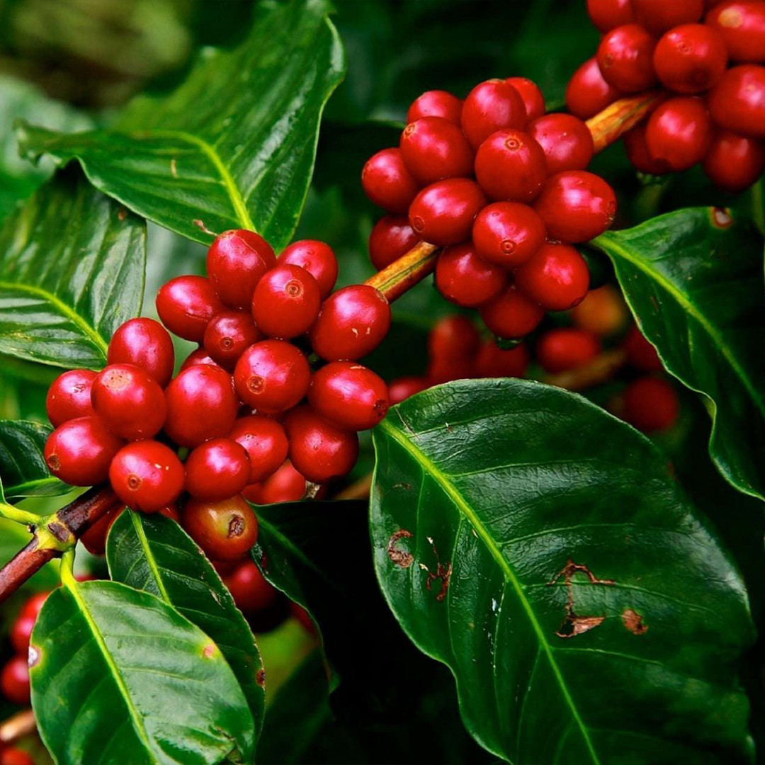 Coffee beans in the farm 