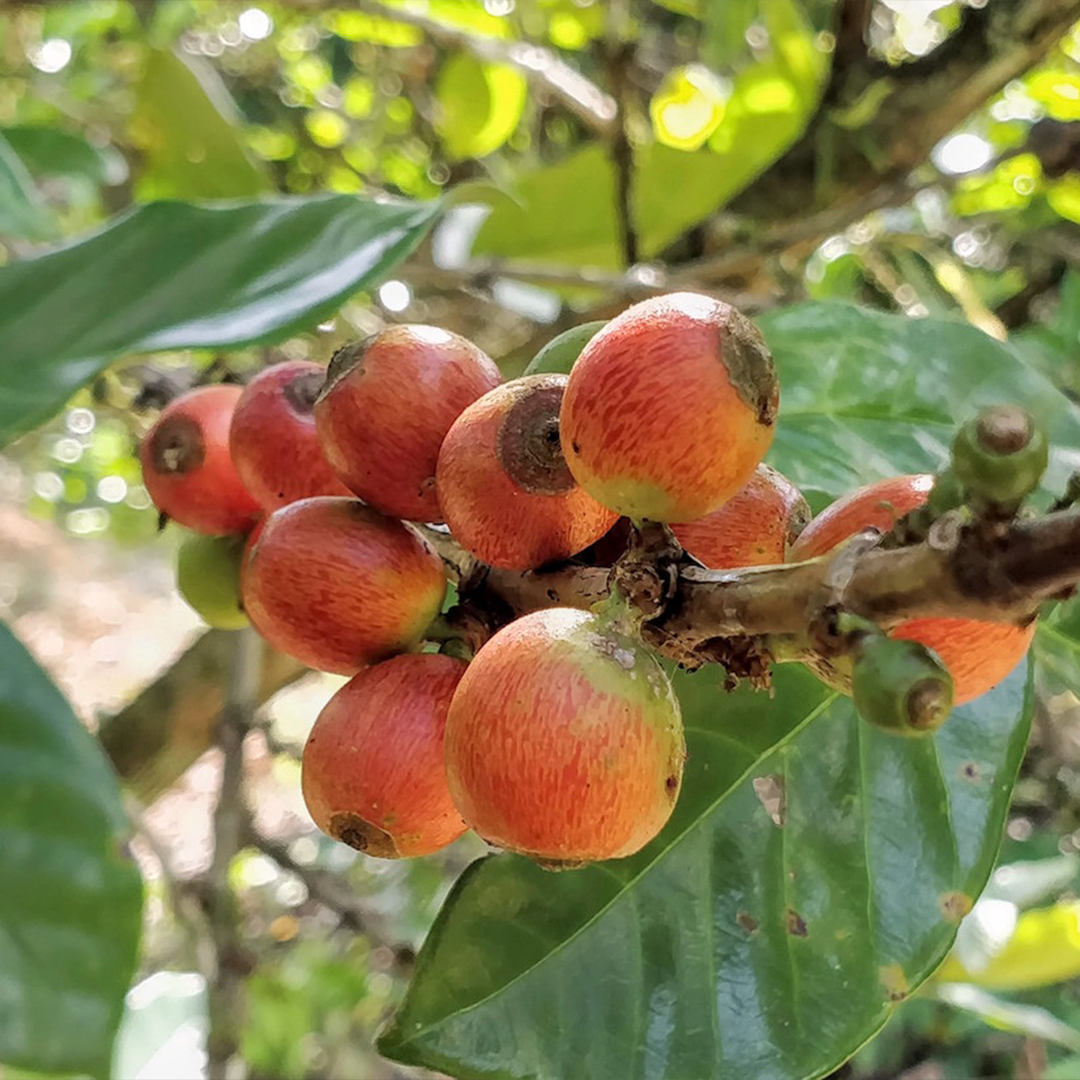 fresh coffee beans 