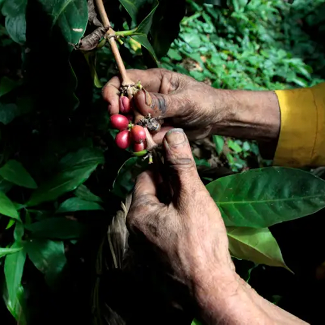 farmer harvesting coffee