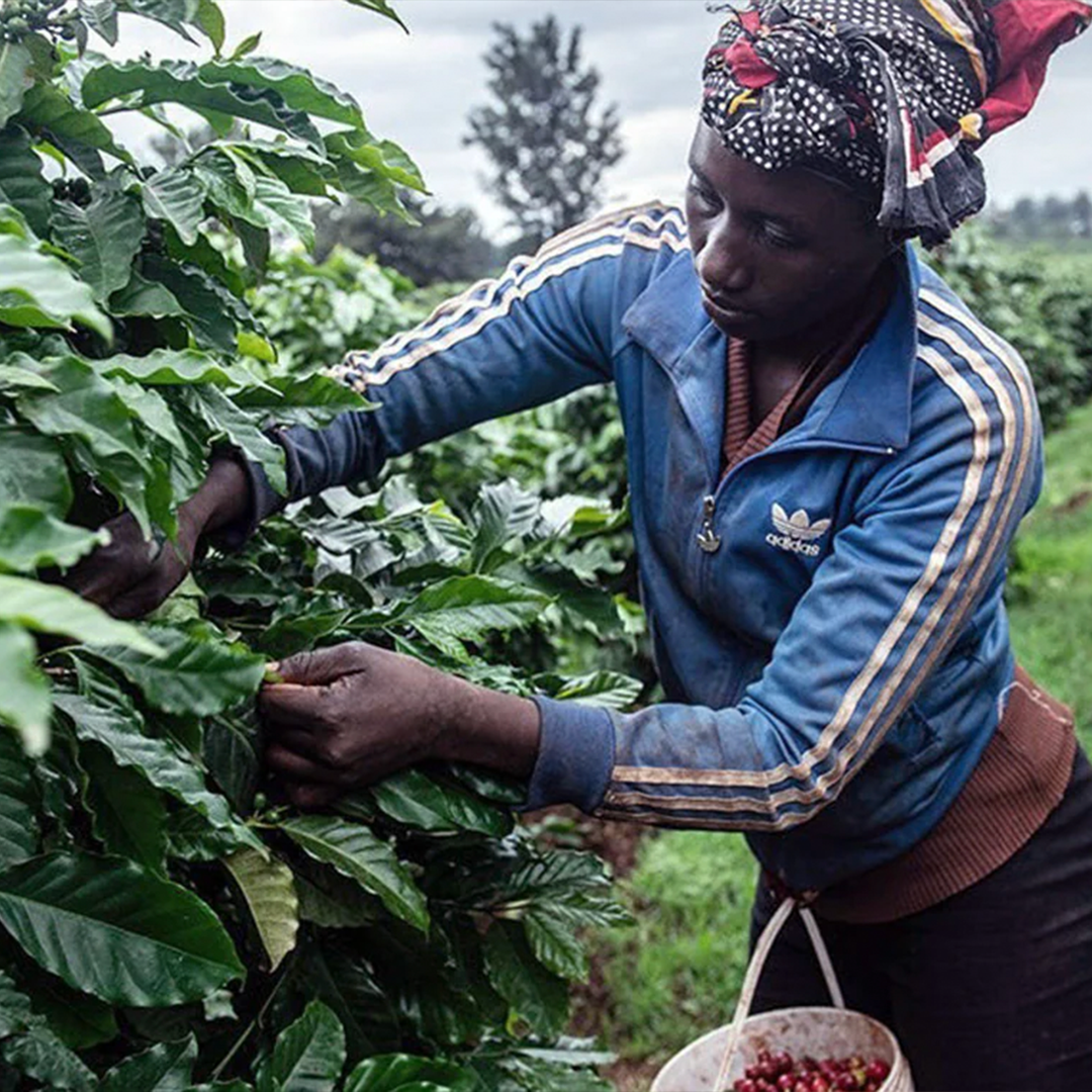 farmer harvesting coffee