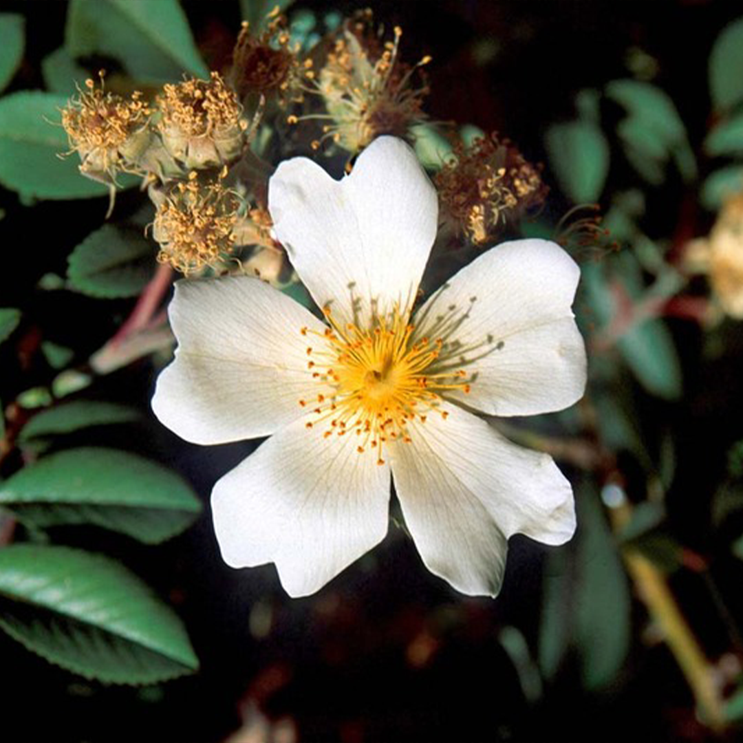 Arabica coffee flower