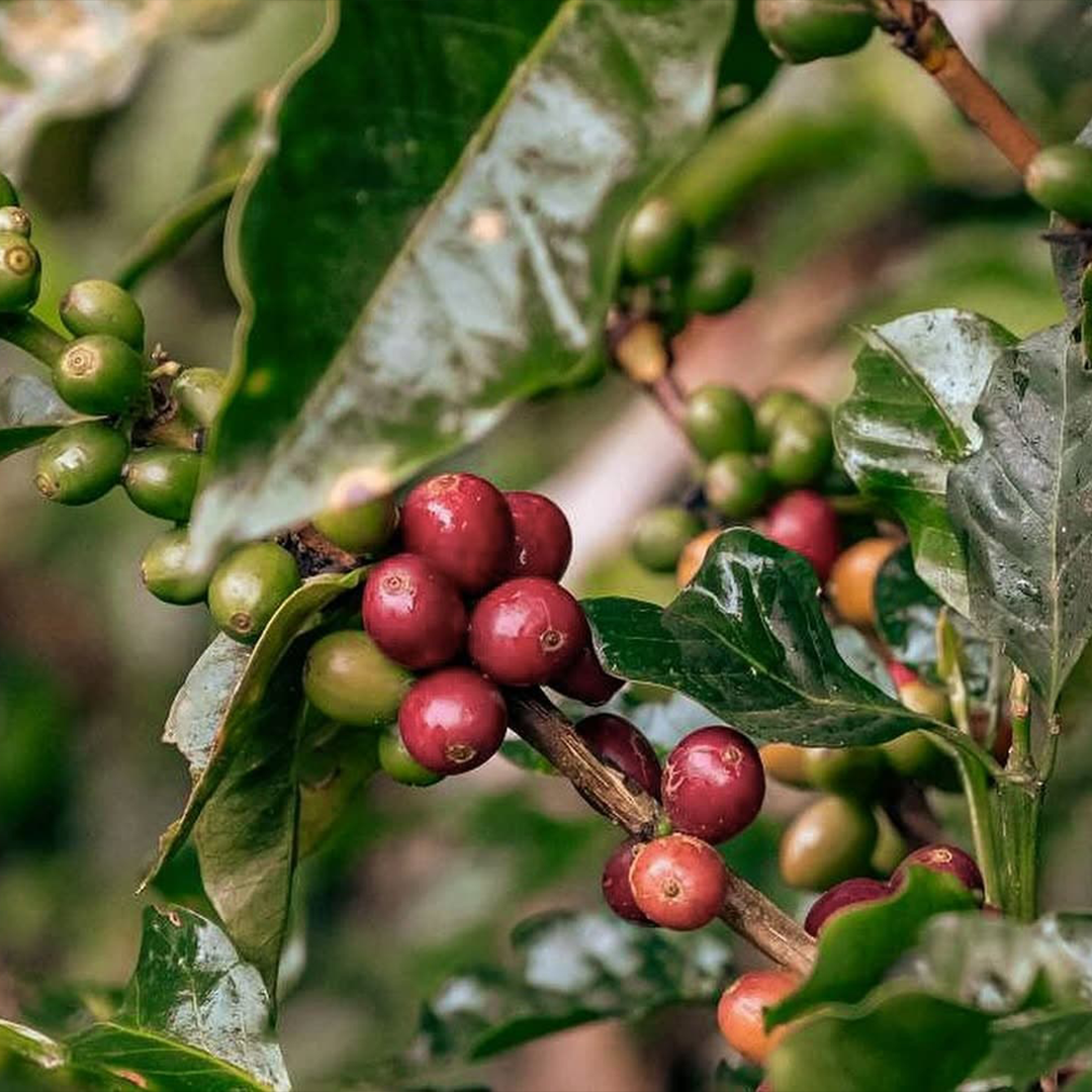 Fresh Arabica Coffee Beans 