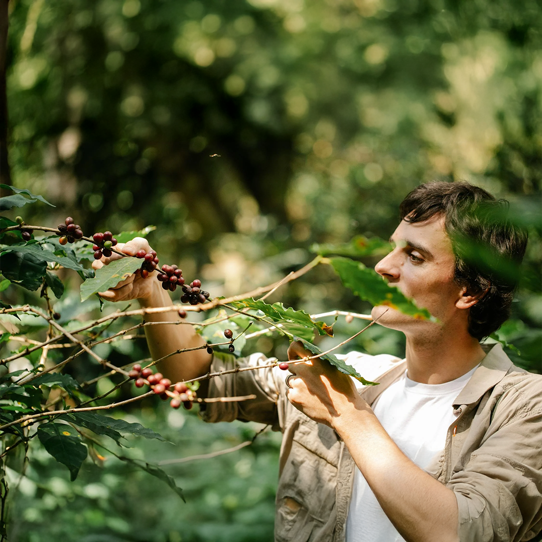 Arabica beans farm