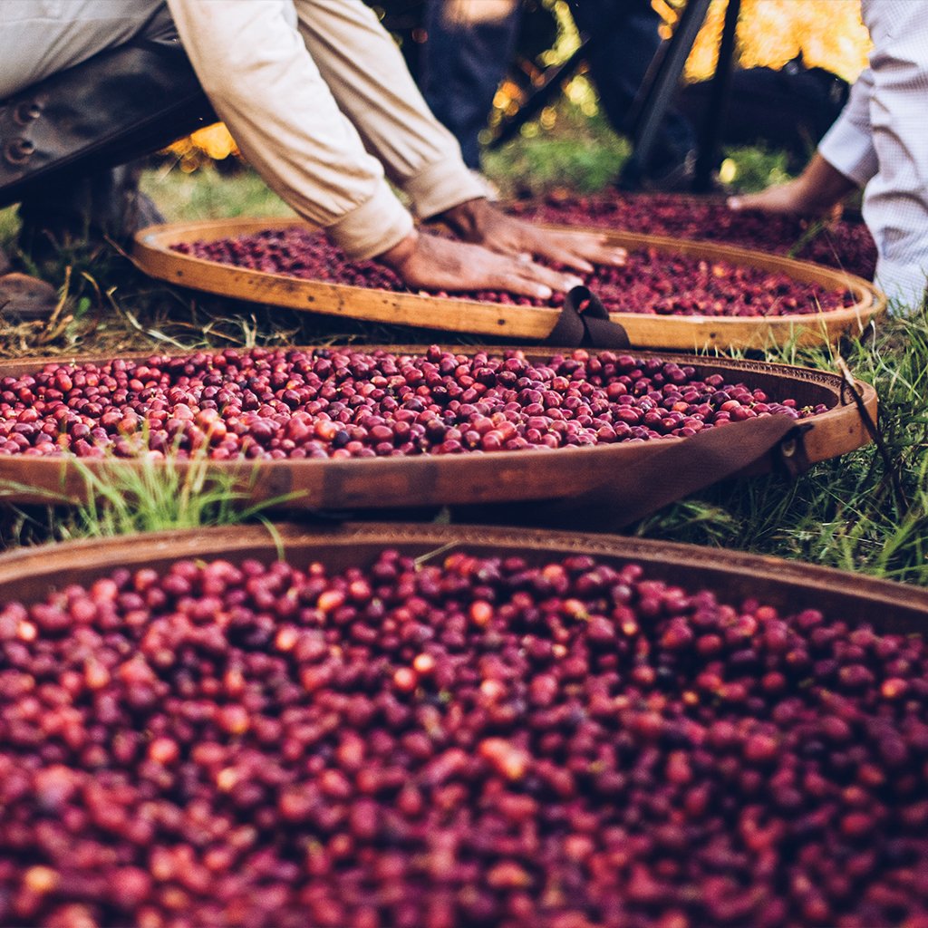 Freshly picked beans from the coffee farm 