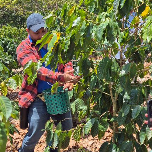 farm visit, honduras coffee