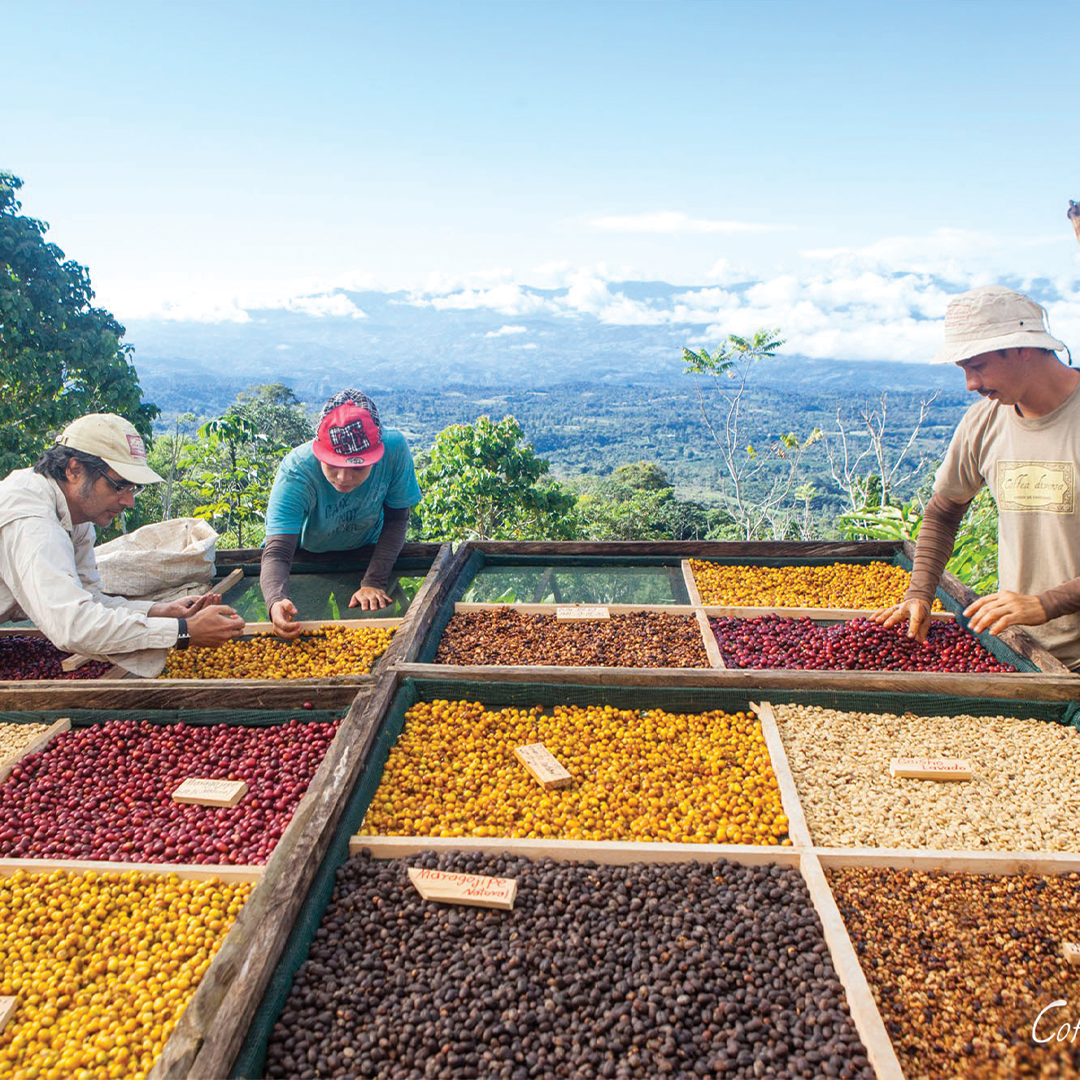 Green coffee beans from the farm 