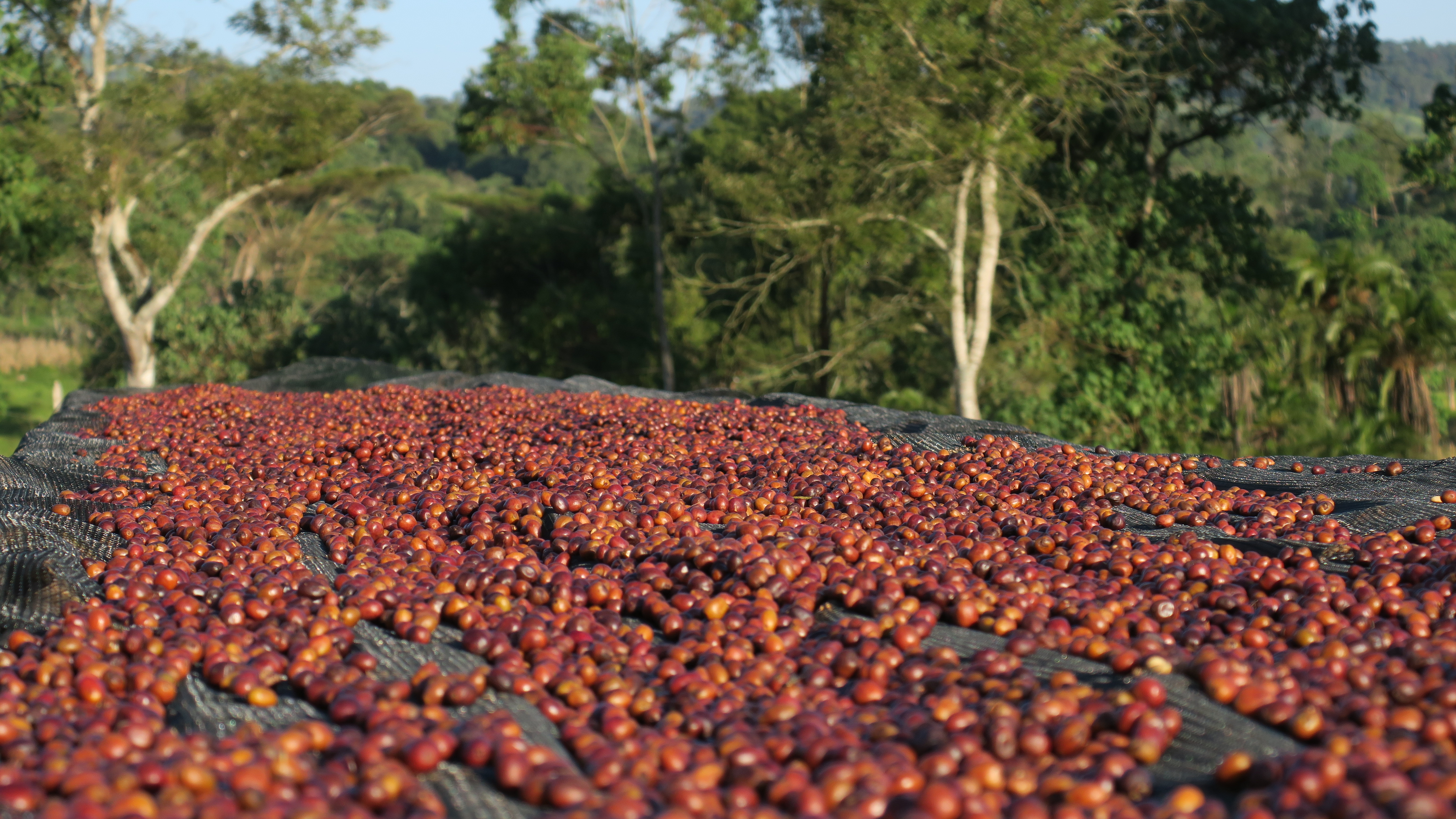 coffee cherry fruit being dried on sun beds