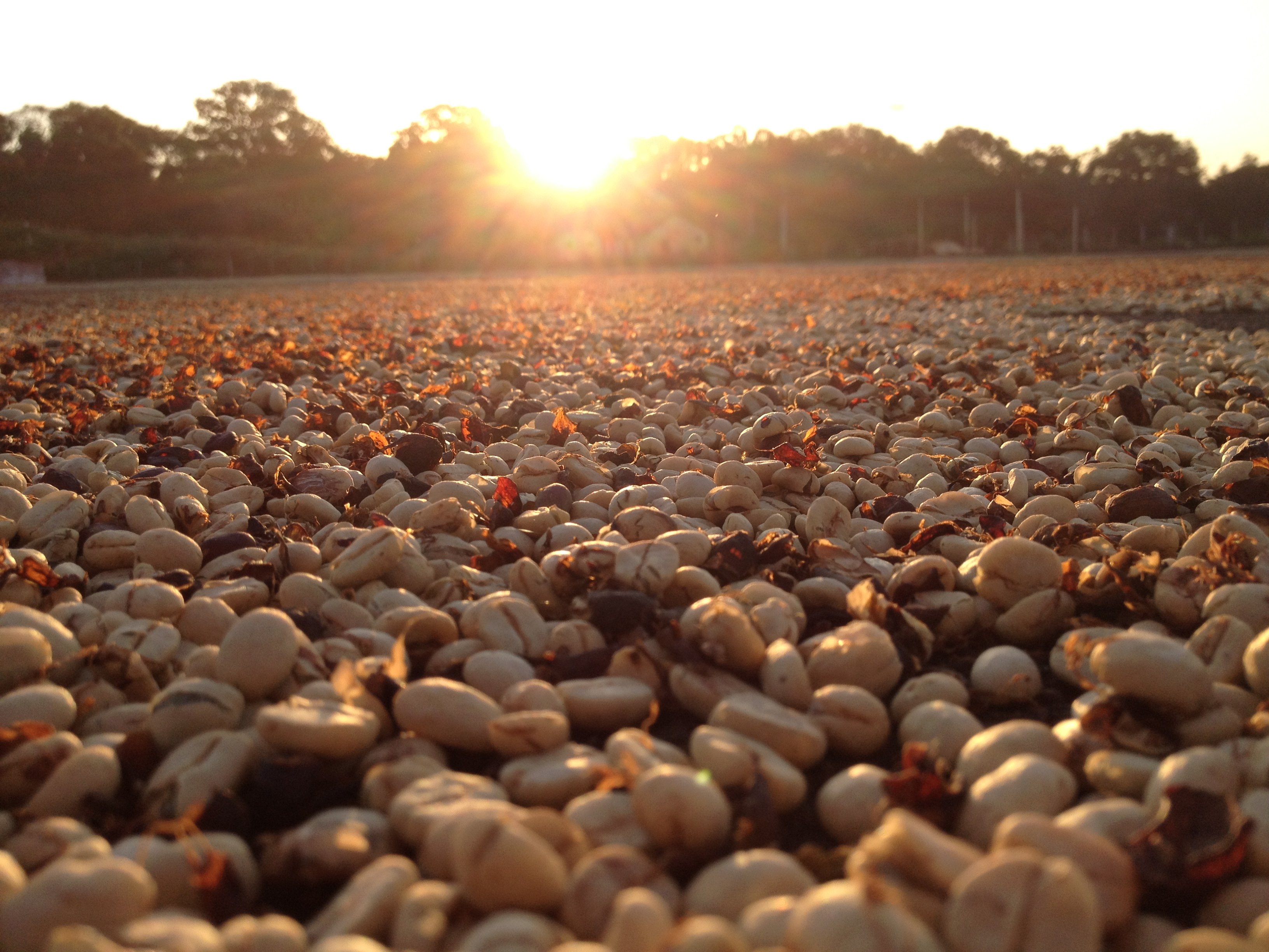 Drying coffee beans