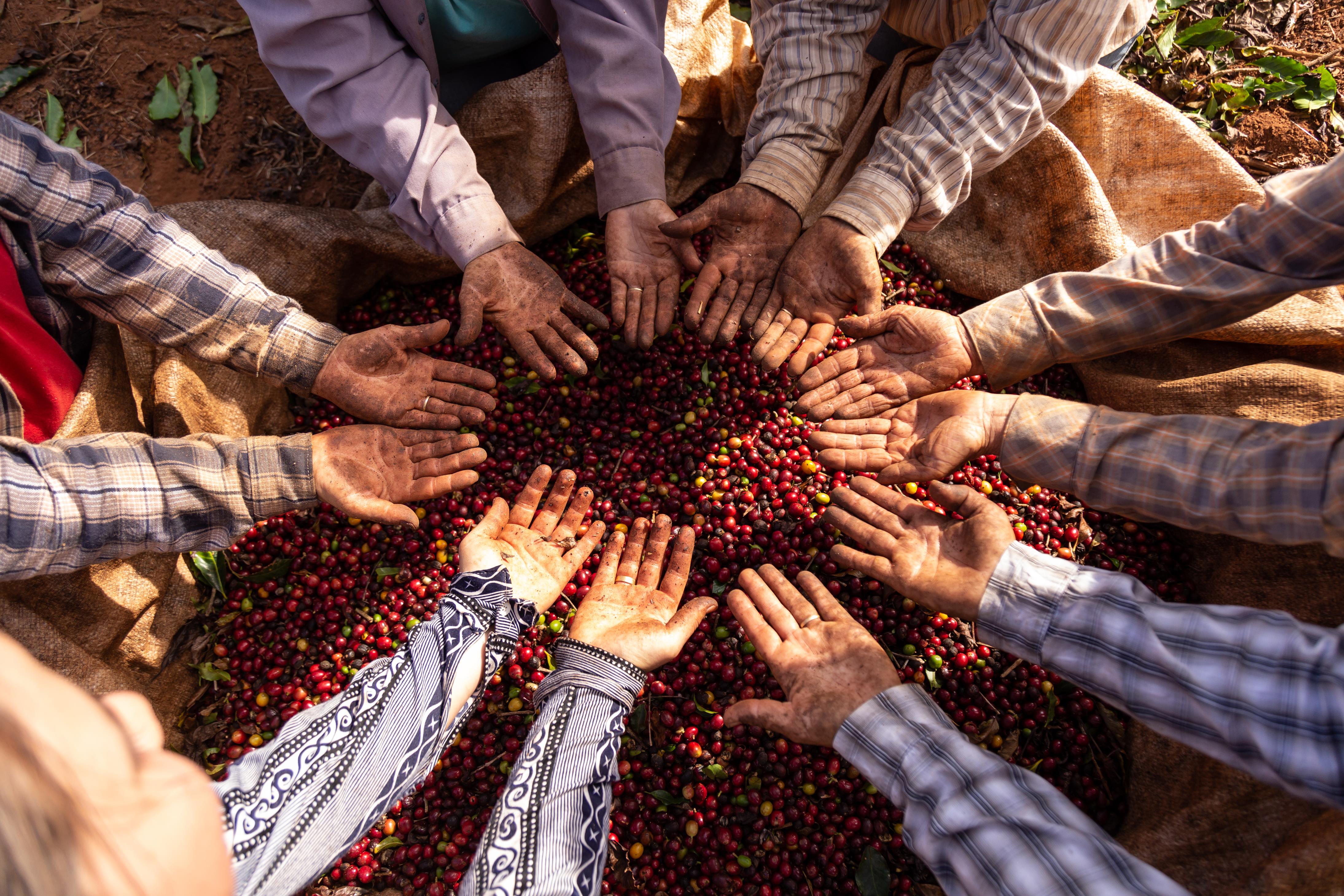 Group of coffee farmers showing their hands above coffee beans