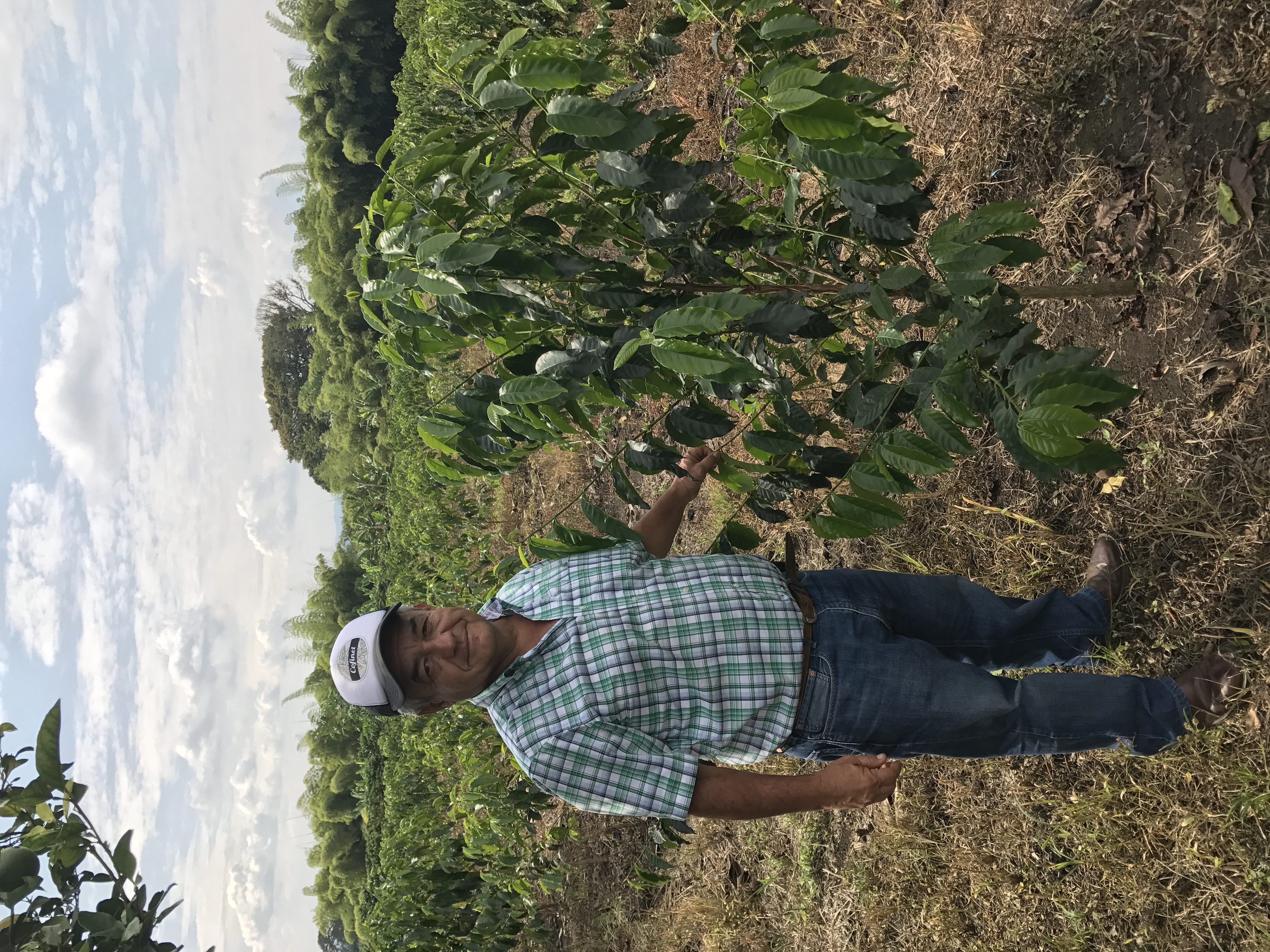 Coffee farmer Jairo Arcila stood next to his coffee tree crops