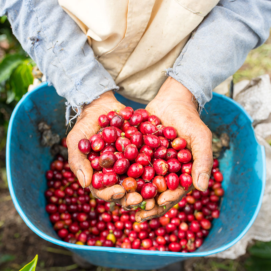 A coffee farmer holding fresh coffee beans 