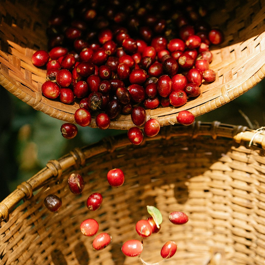 what a coffee goes through from farm to cup
