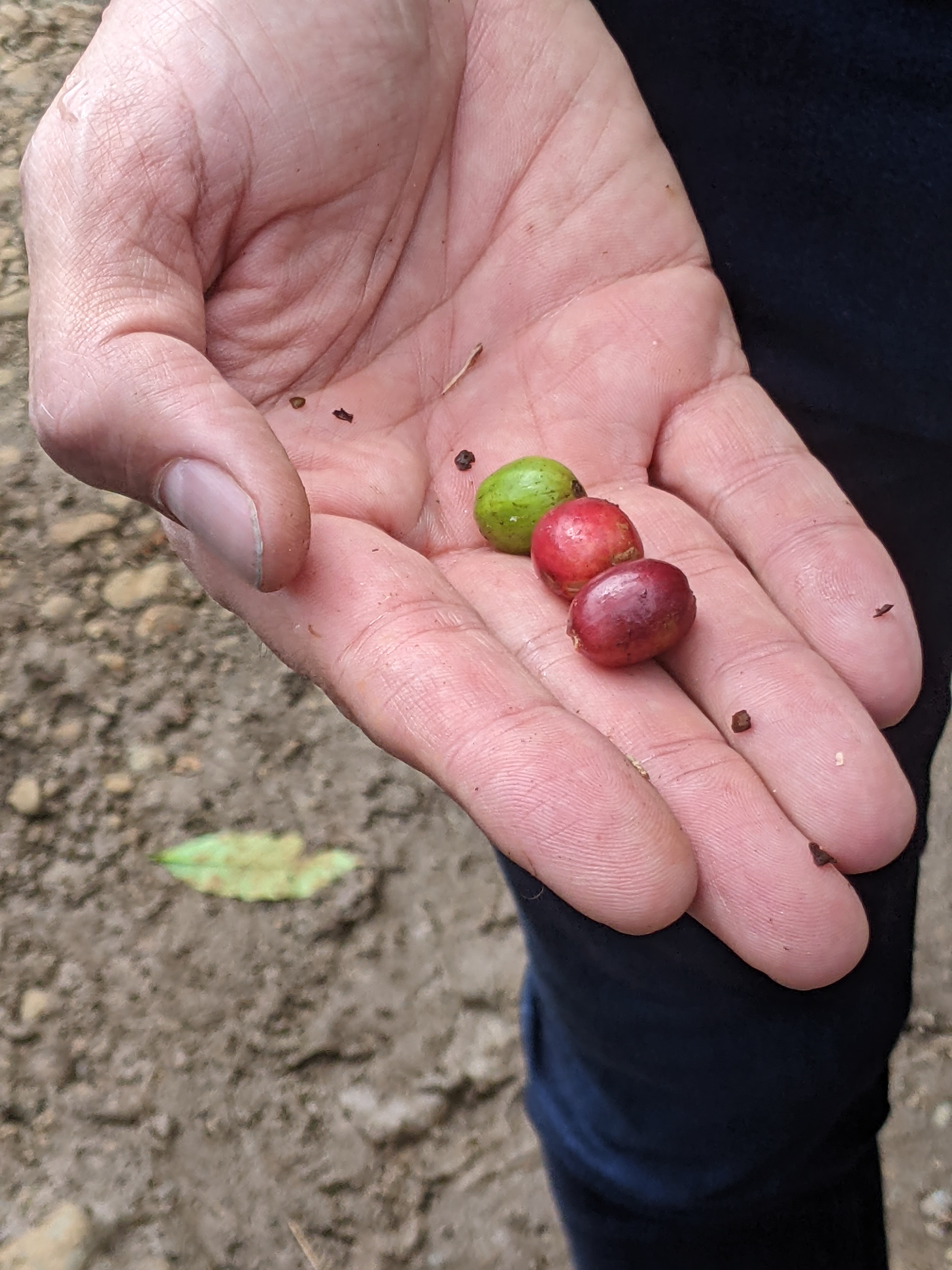 A hand holding three coffee cherry's picked from a coffee tree, showing three different stages of ripeness