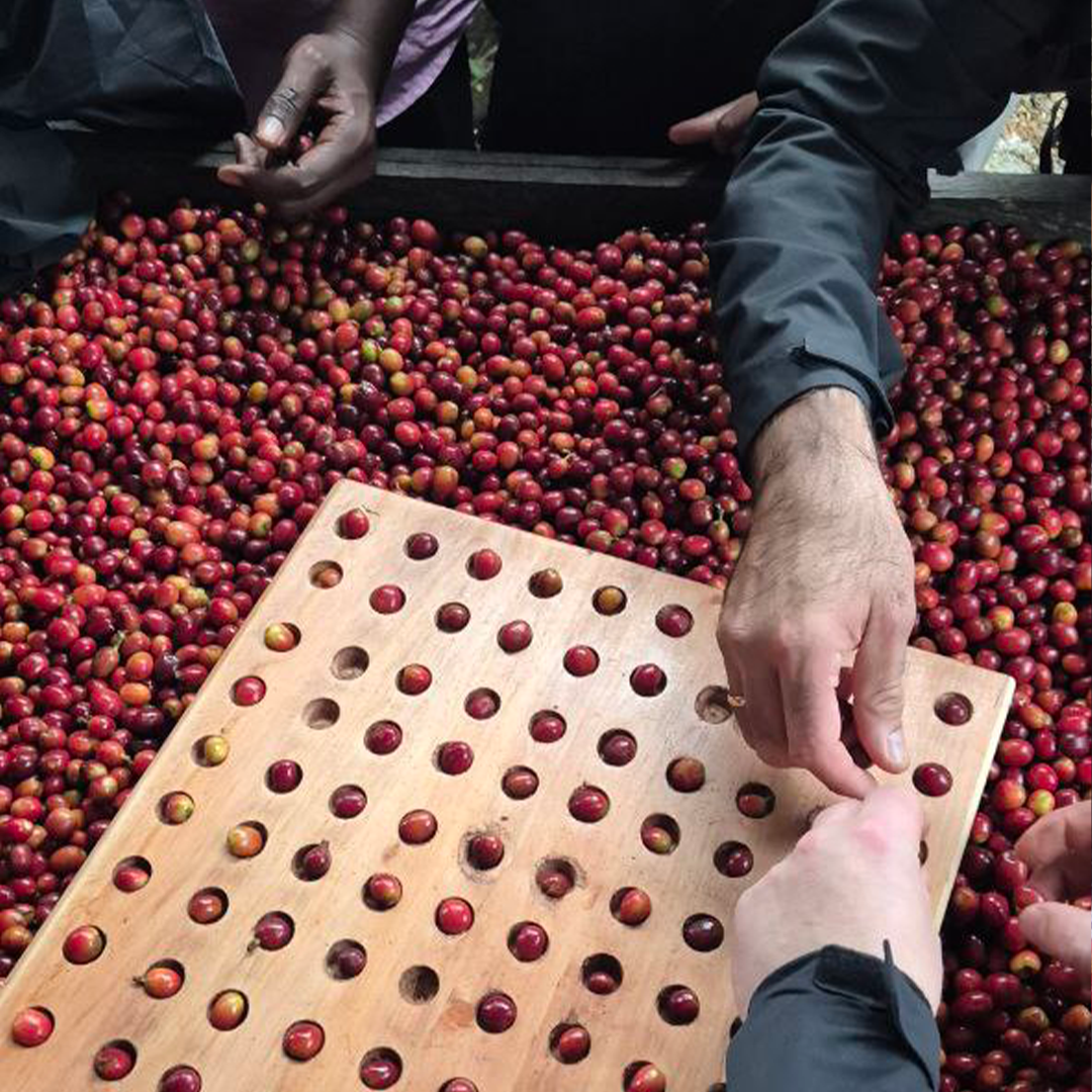 Preparing the beans at Kenya Fermentation Training Camp 