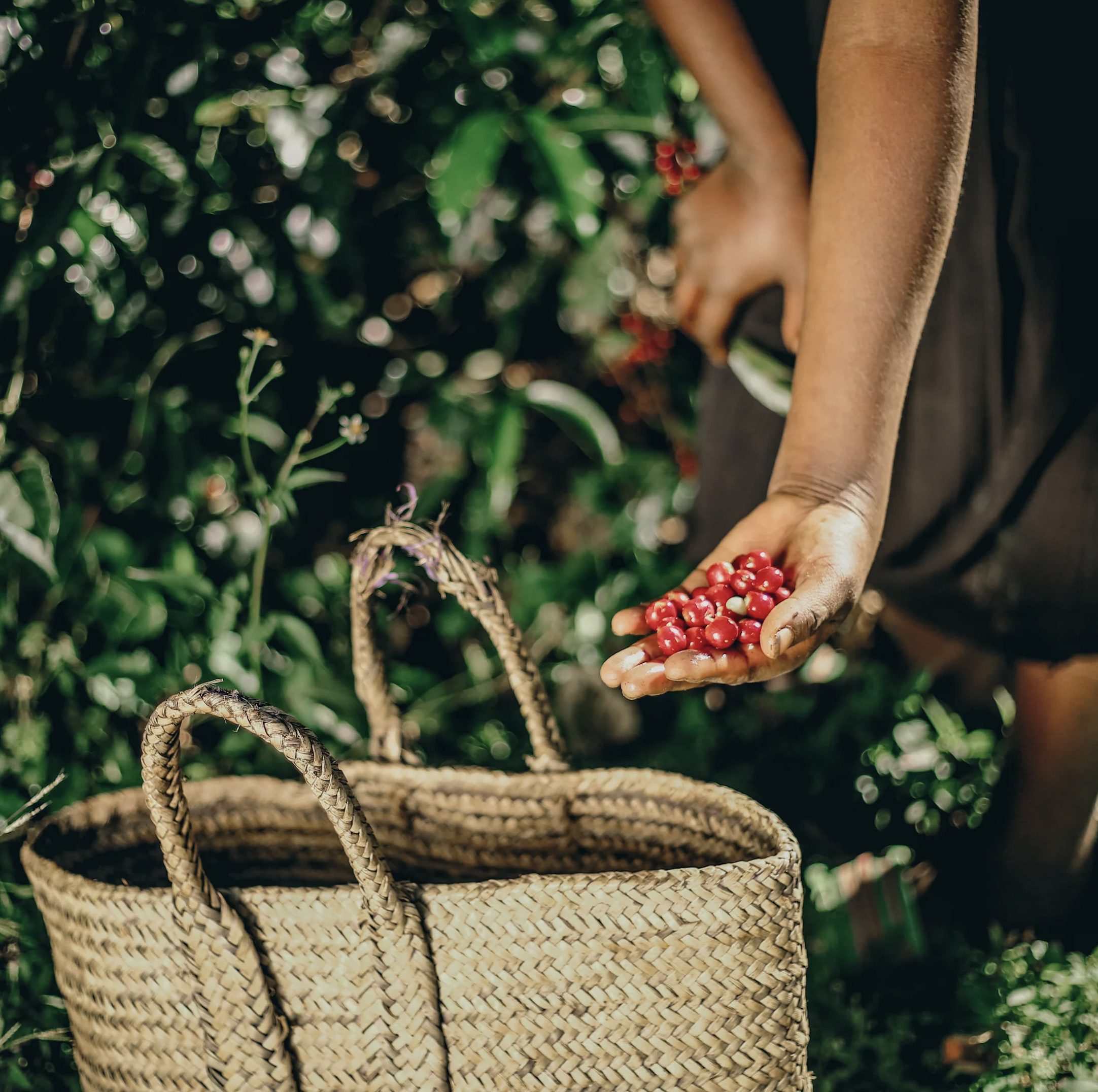 Freshly picked beans from the coffee farm 