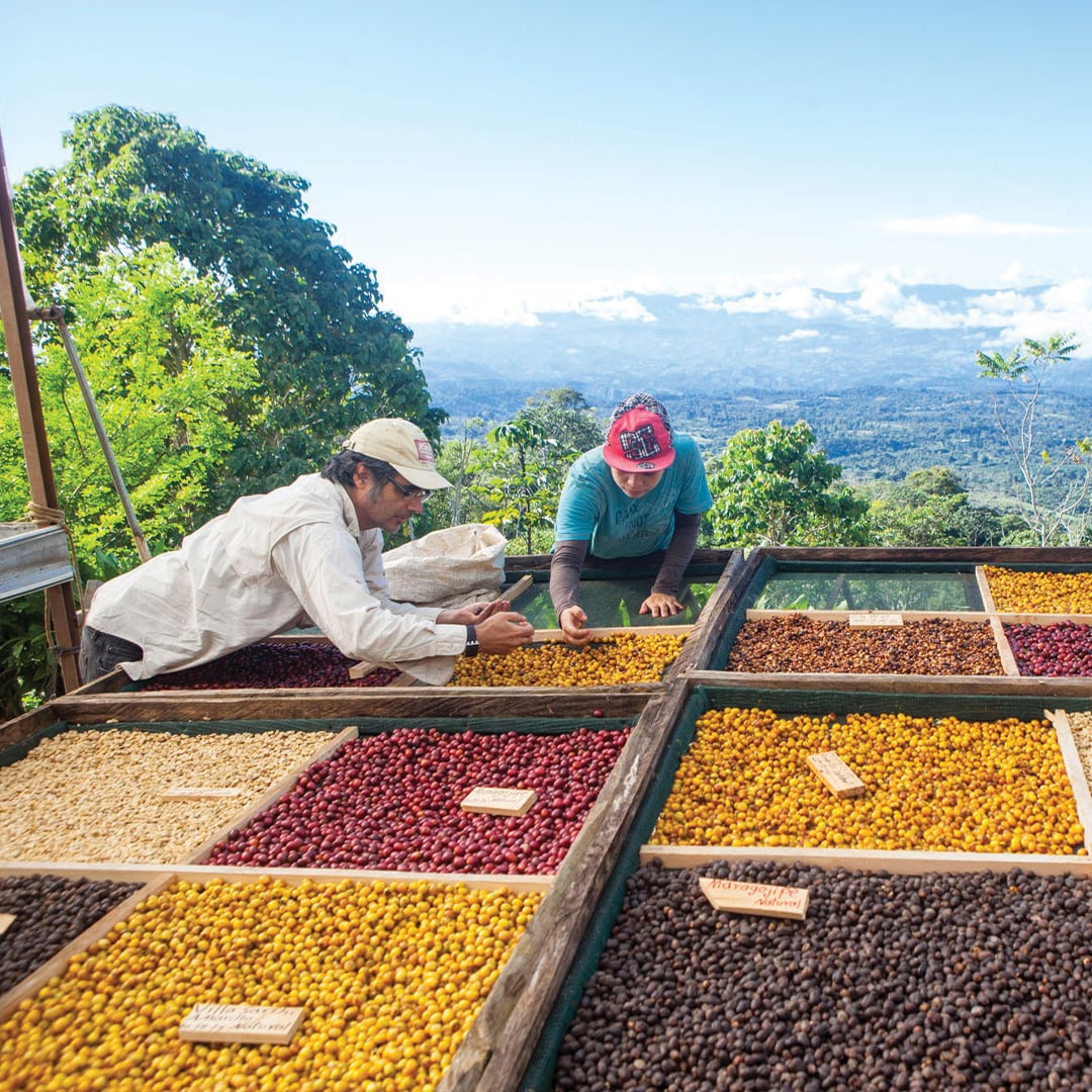 coffee farmers