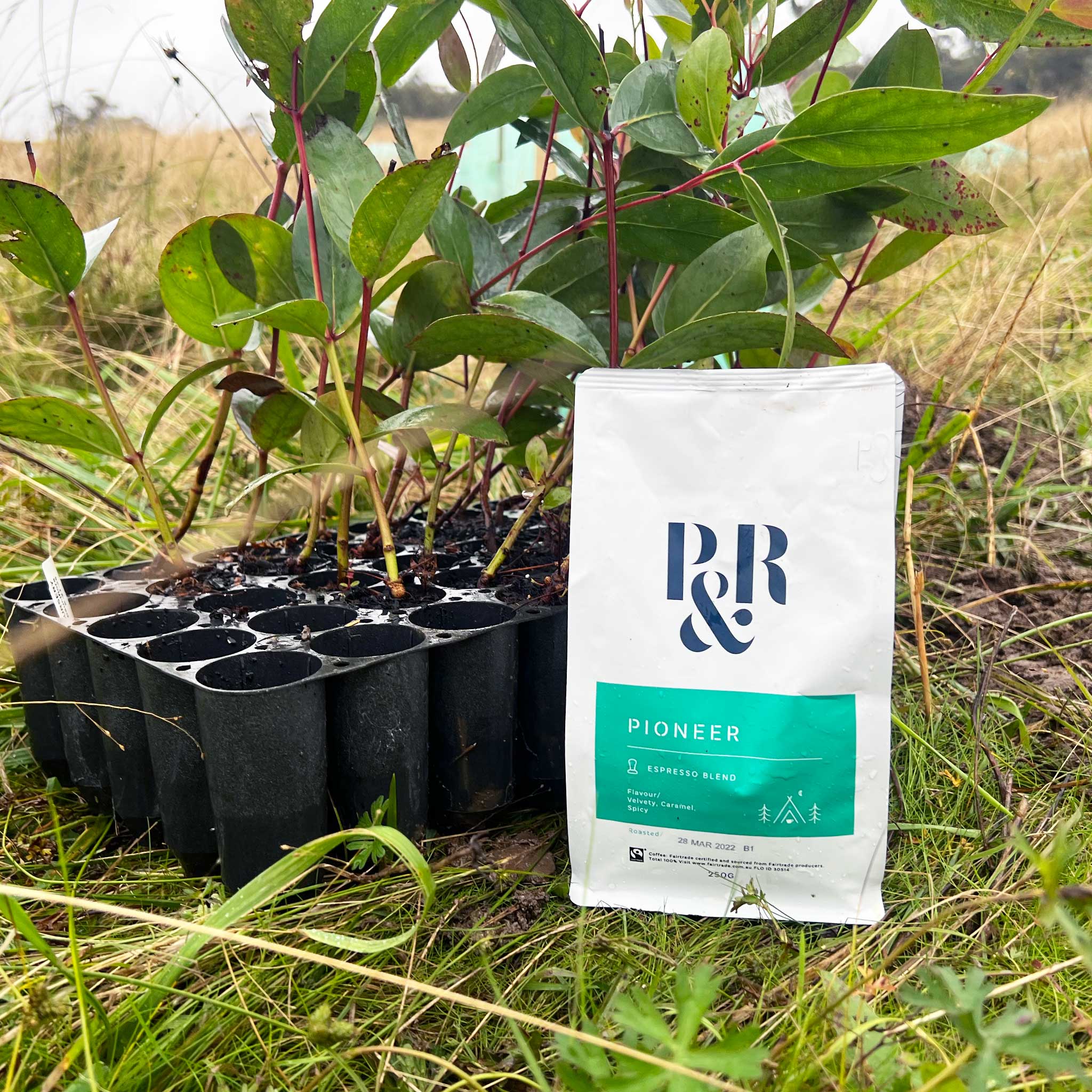 P&R Pioneer blend pack on the ground next to a tray of tree saplings
