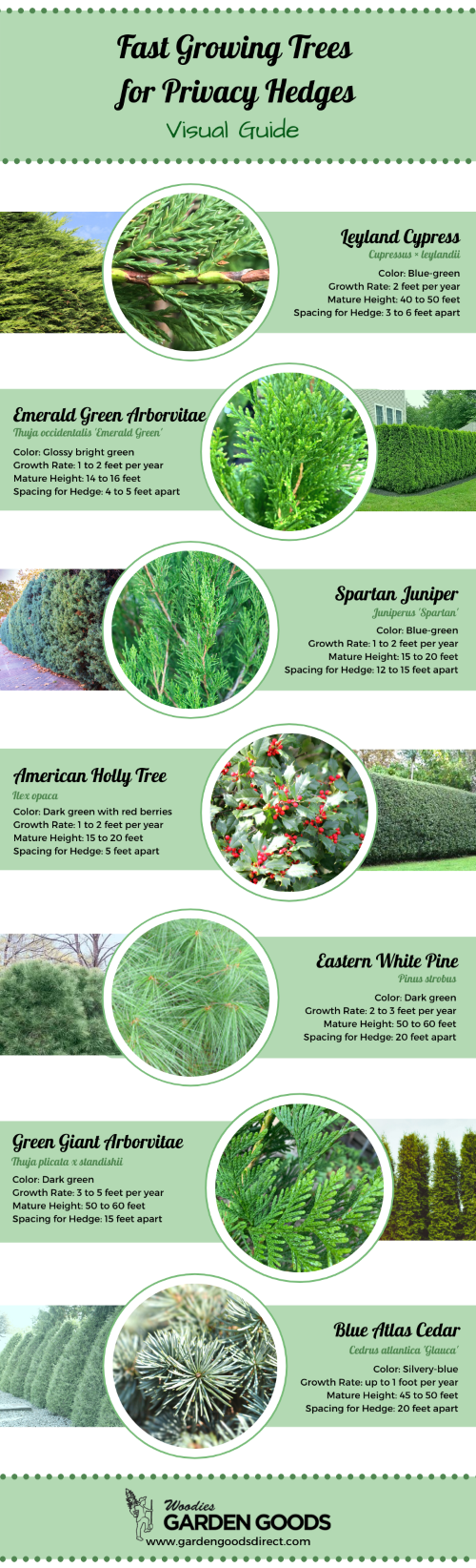 visual guide of fast growing trees for a privacy hedge