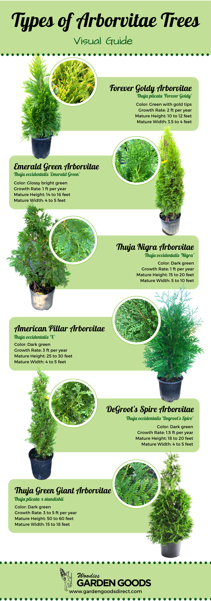 types of arborvitae trees visual guide