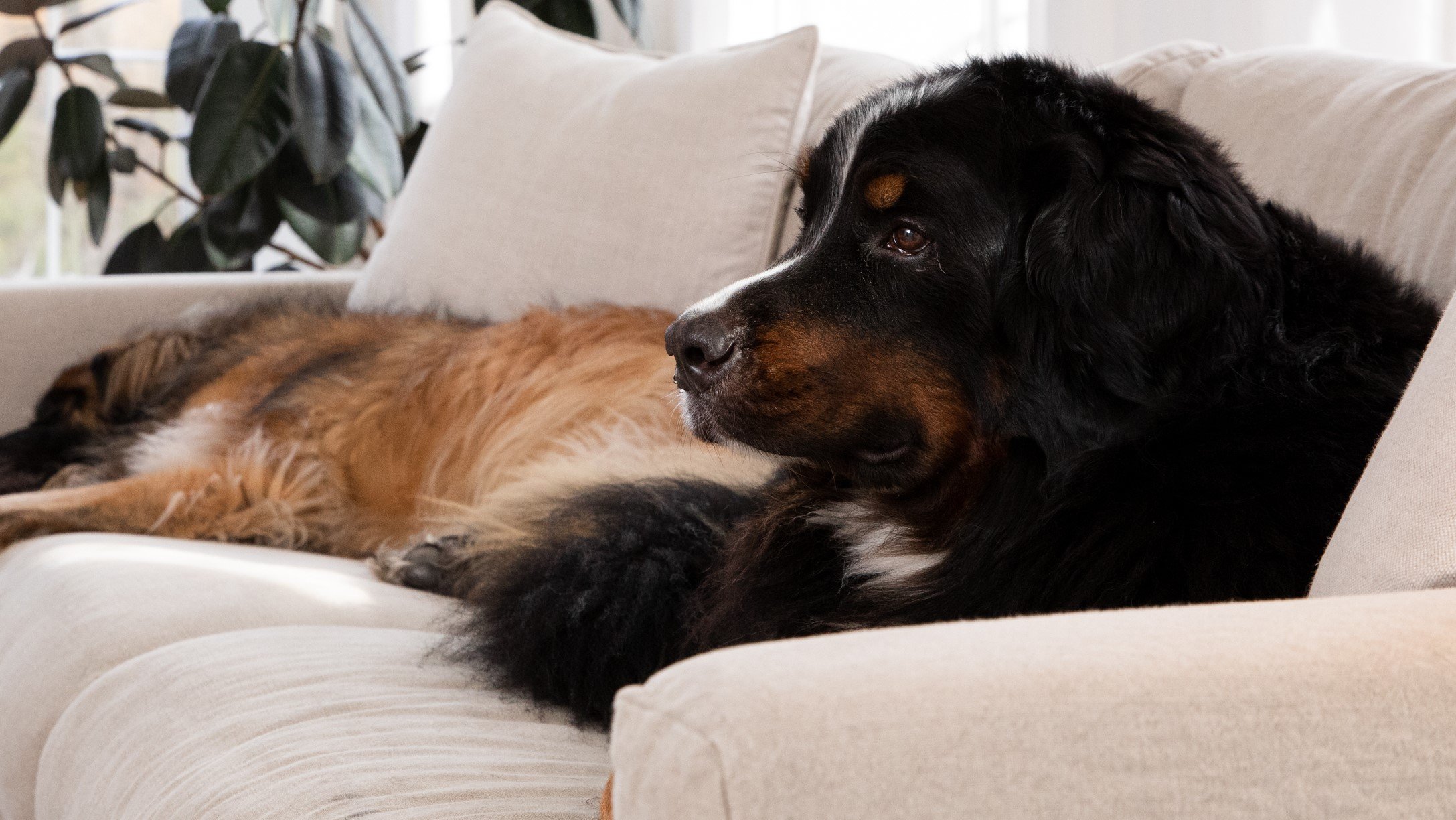two black and brown dogs laying on a sofa