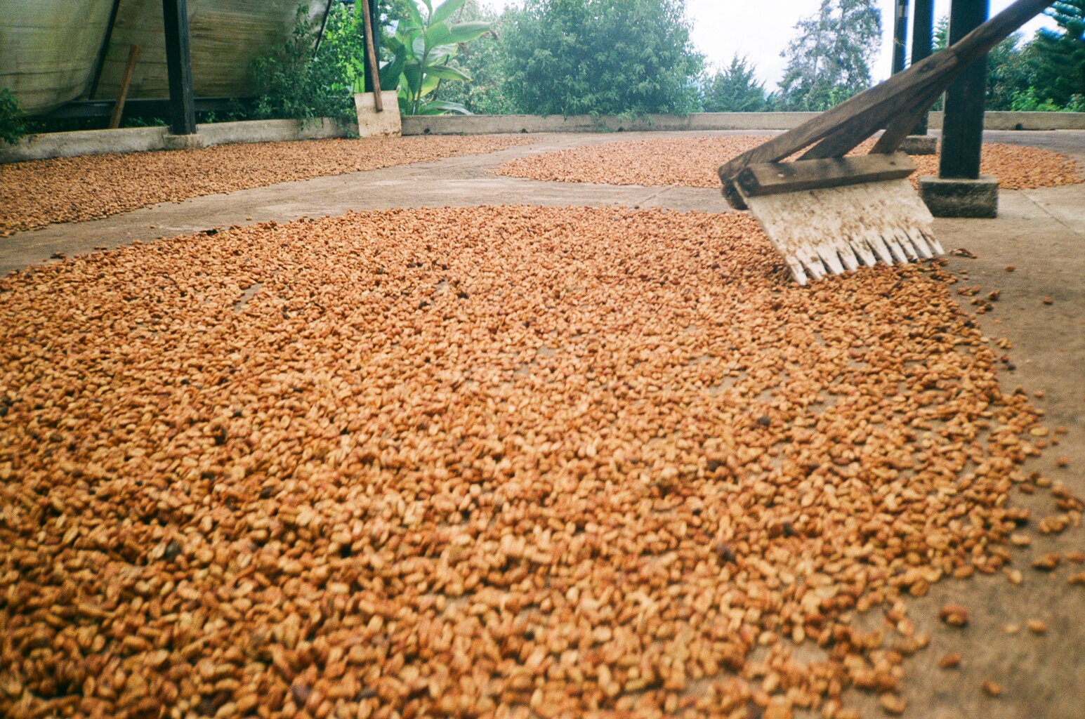 Coffee being raked on a cement patio