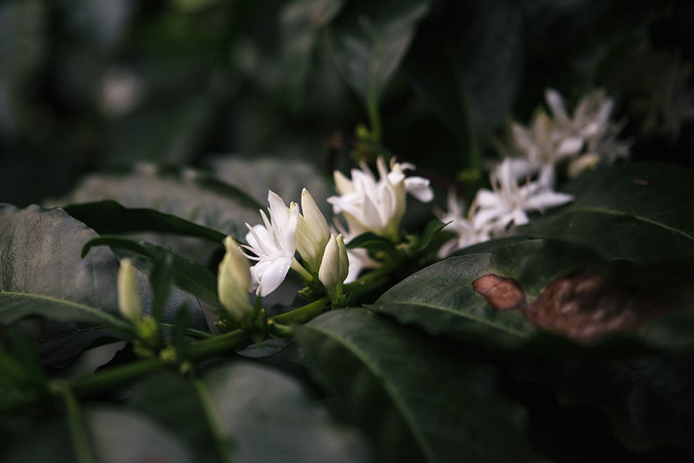 Coffee Flowers