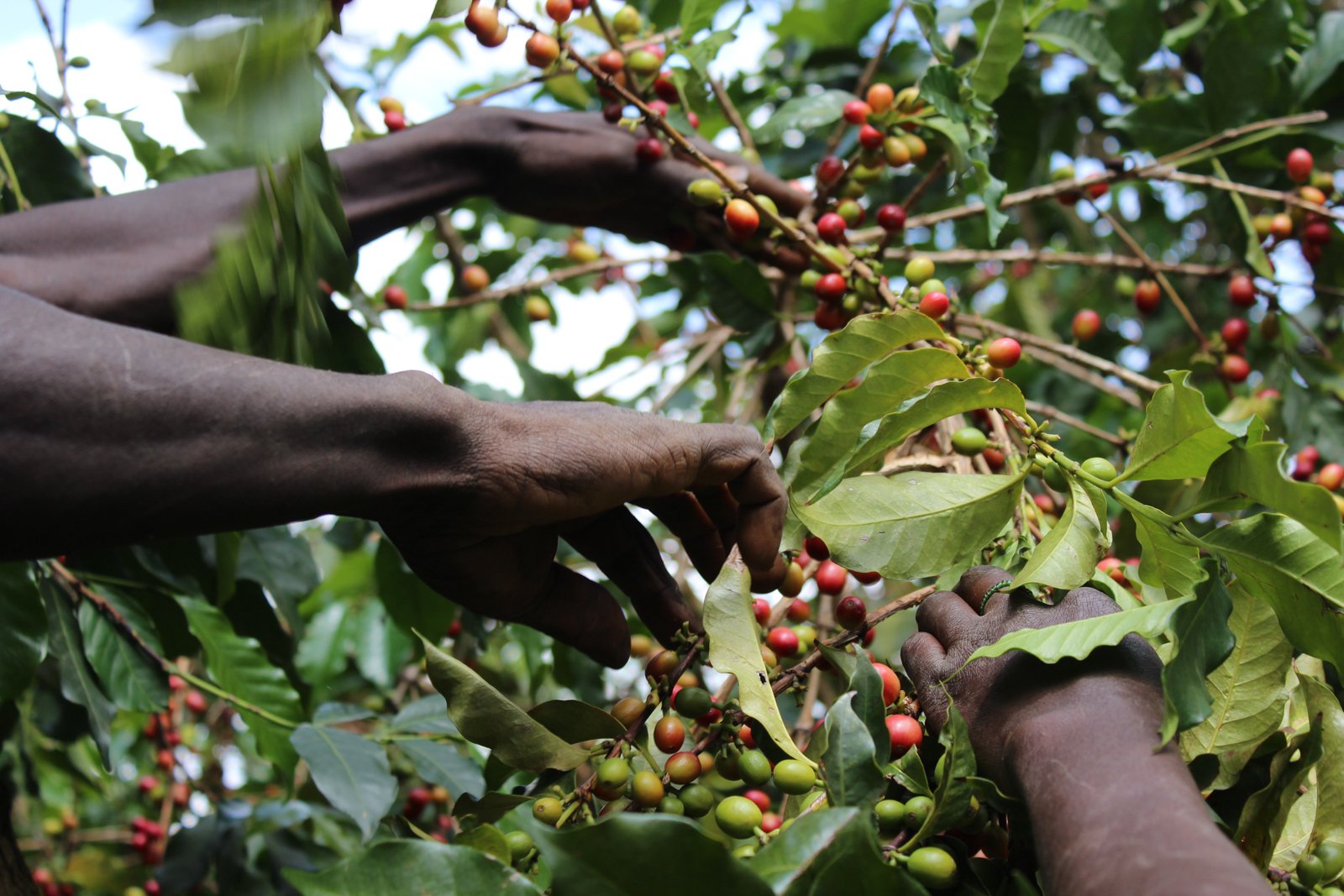 picking coffee cherries from a tree