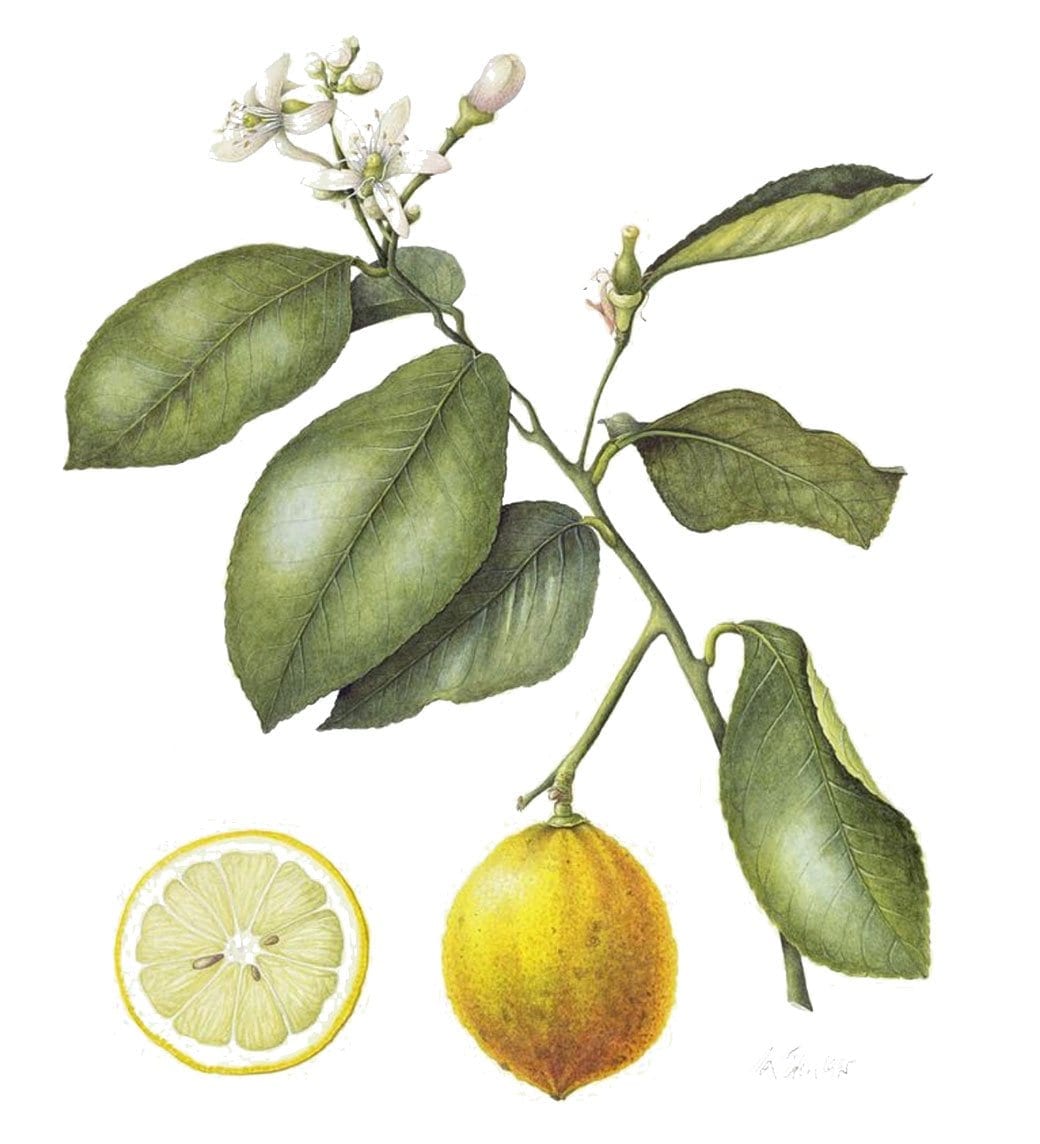 citrus bergamot italy - plant