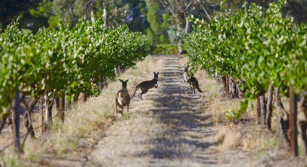 australia organic wine biodynamic nature