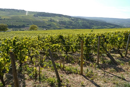 burgundy organic biodynamic wine natural