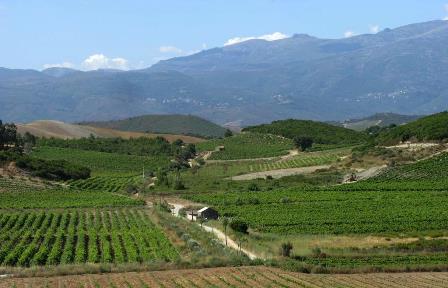 corse provence vins bio biodynamie naturel