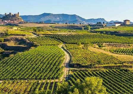 spain vineyards biodynamic wine natural