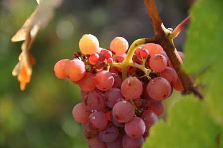 fruit juice vinegar grapes natural