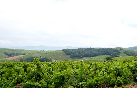 meilleures ventes vins bio naturels biodynamiques