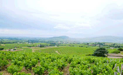 new organic, biodynamic and natural vineyard wines